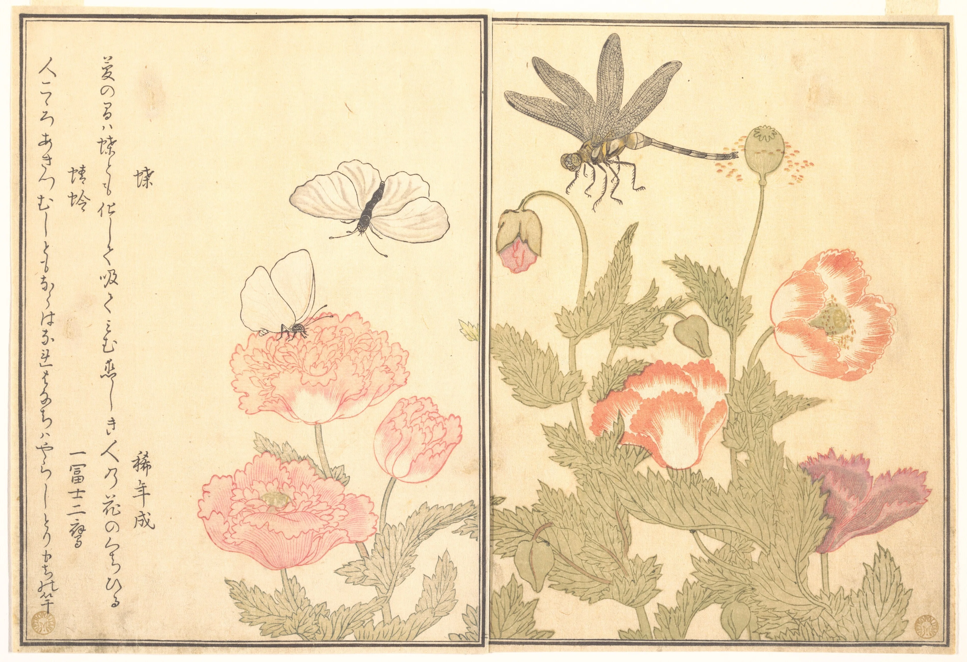本 花の図譜ワンダーランド