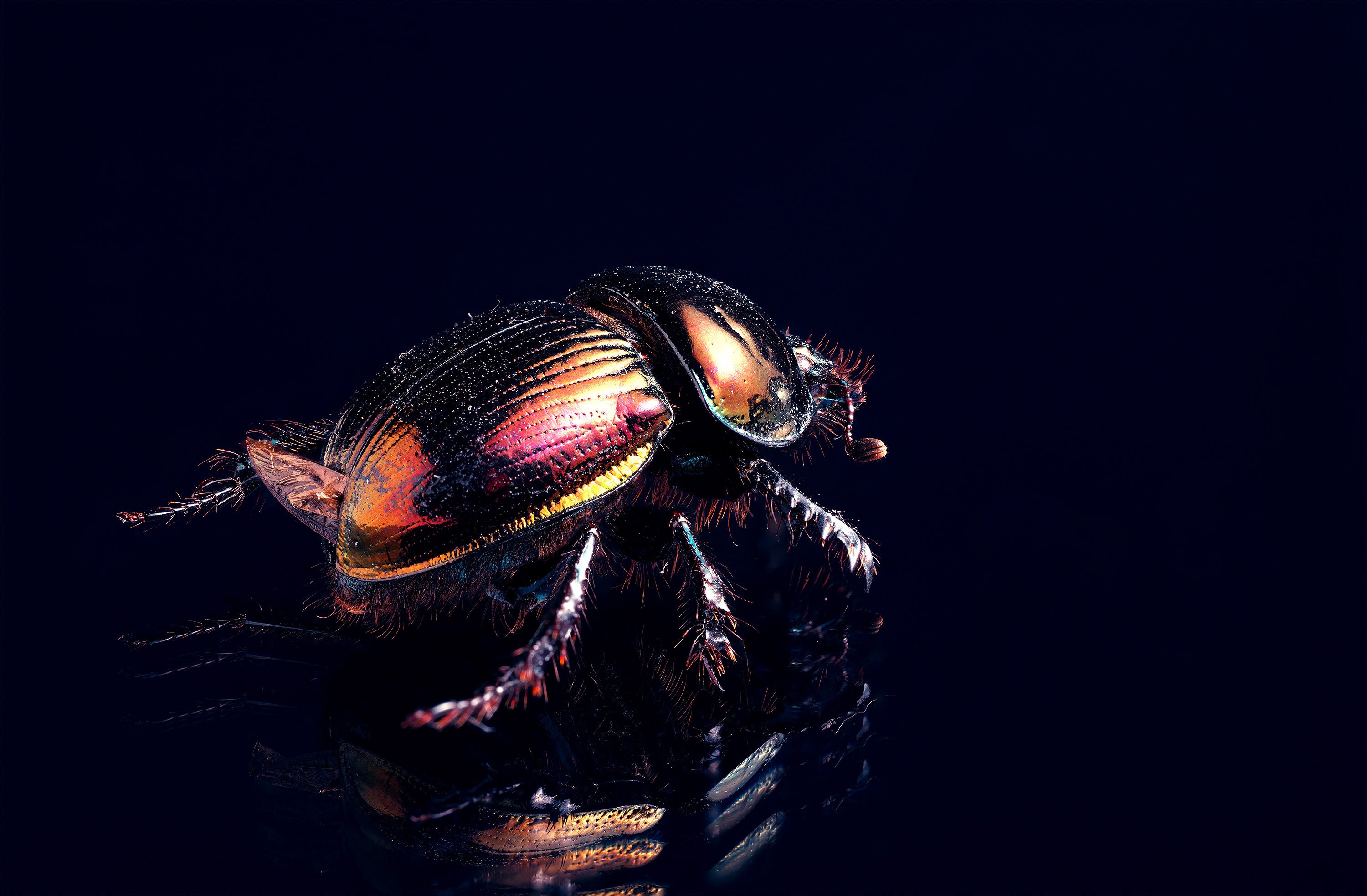 色素異常個体　センチコガネ　標本　ウクライナ産 フランス領ギアナ産 Dendropaemon fredericki 1ex 11mm | 昆虫