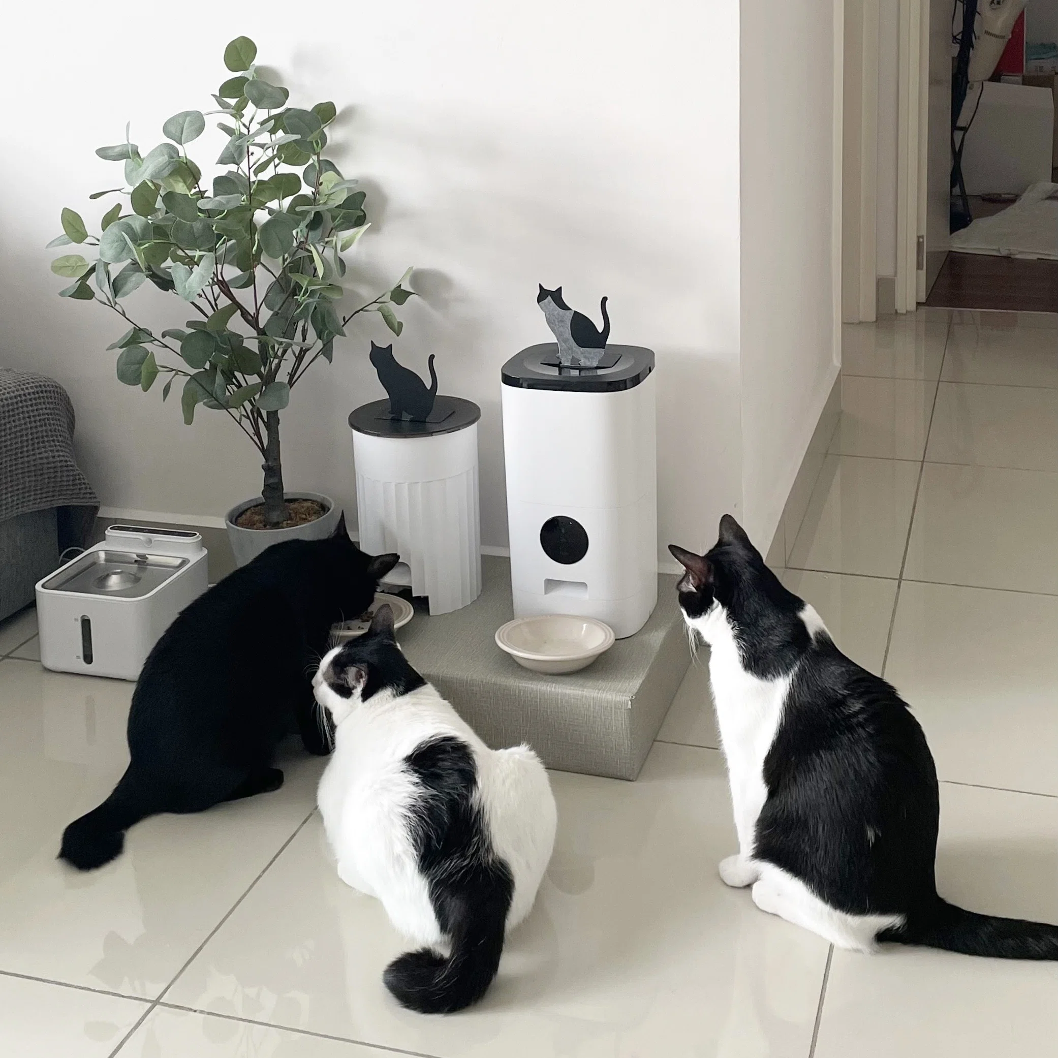 ねこと植物｜nth