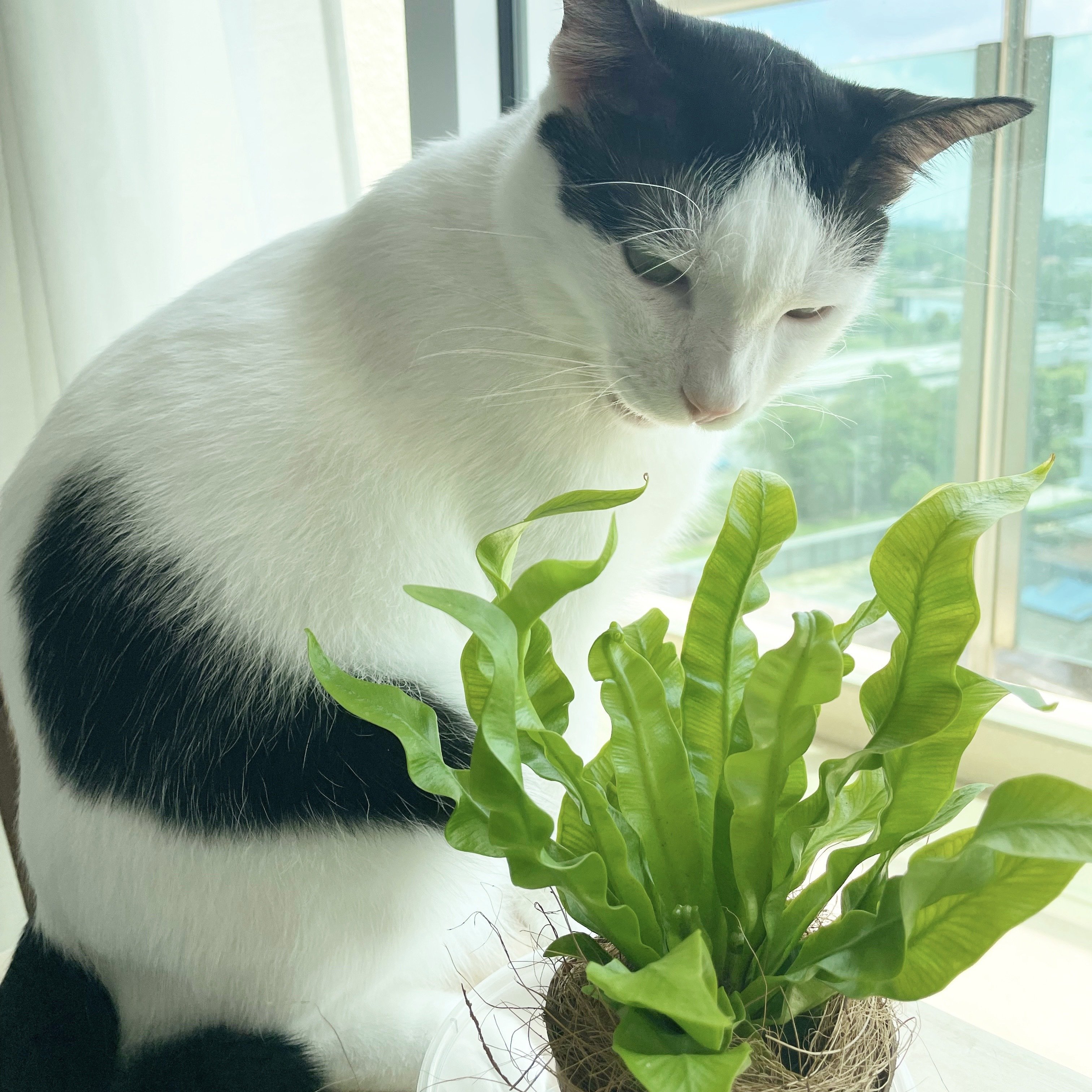 ねこと植物｜nth