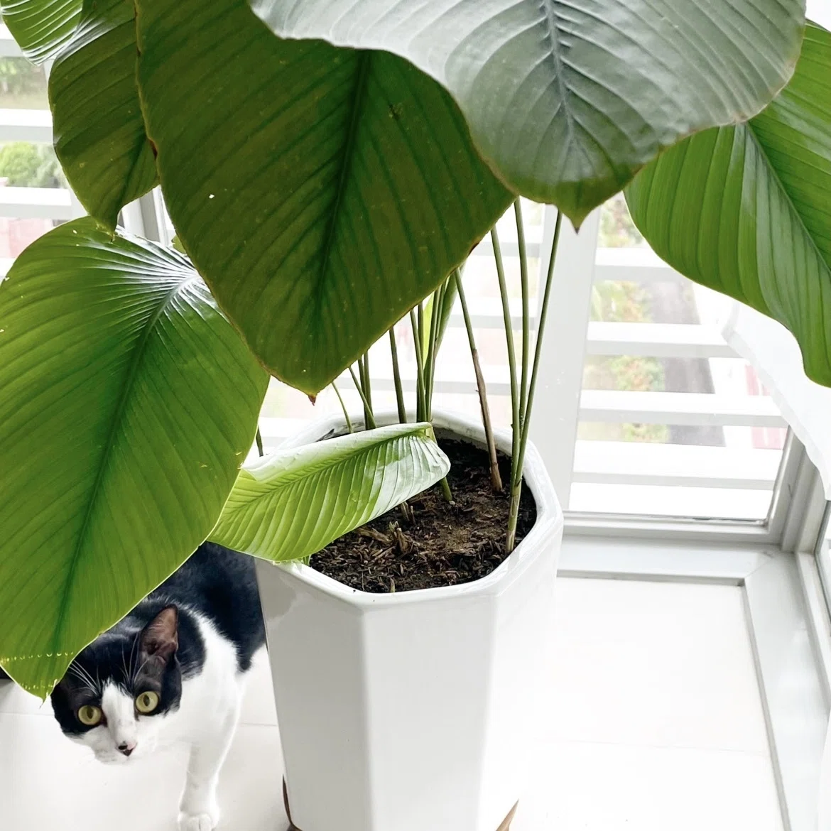 ねこと植物｜nth