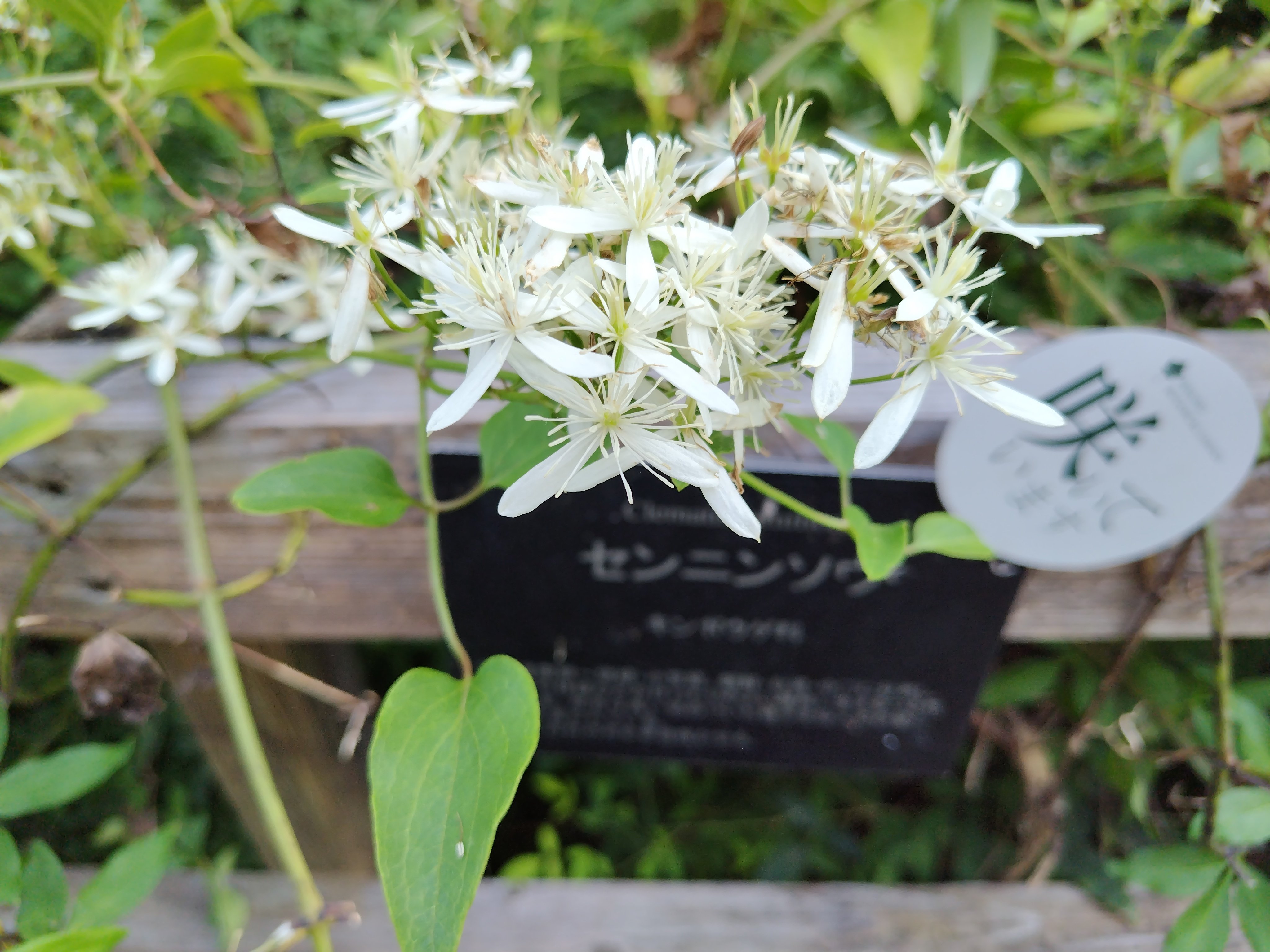 今日の花#39 センニンソウ ｜ジャスミンティータイム