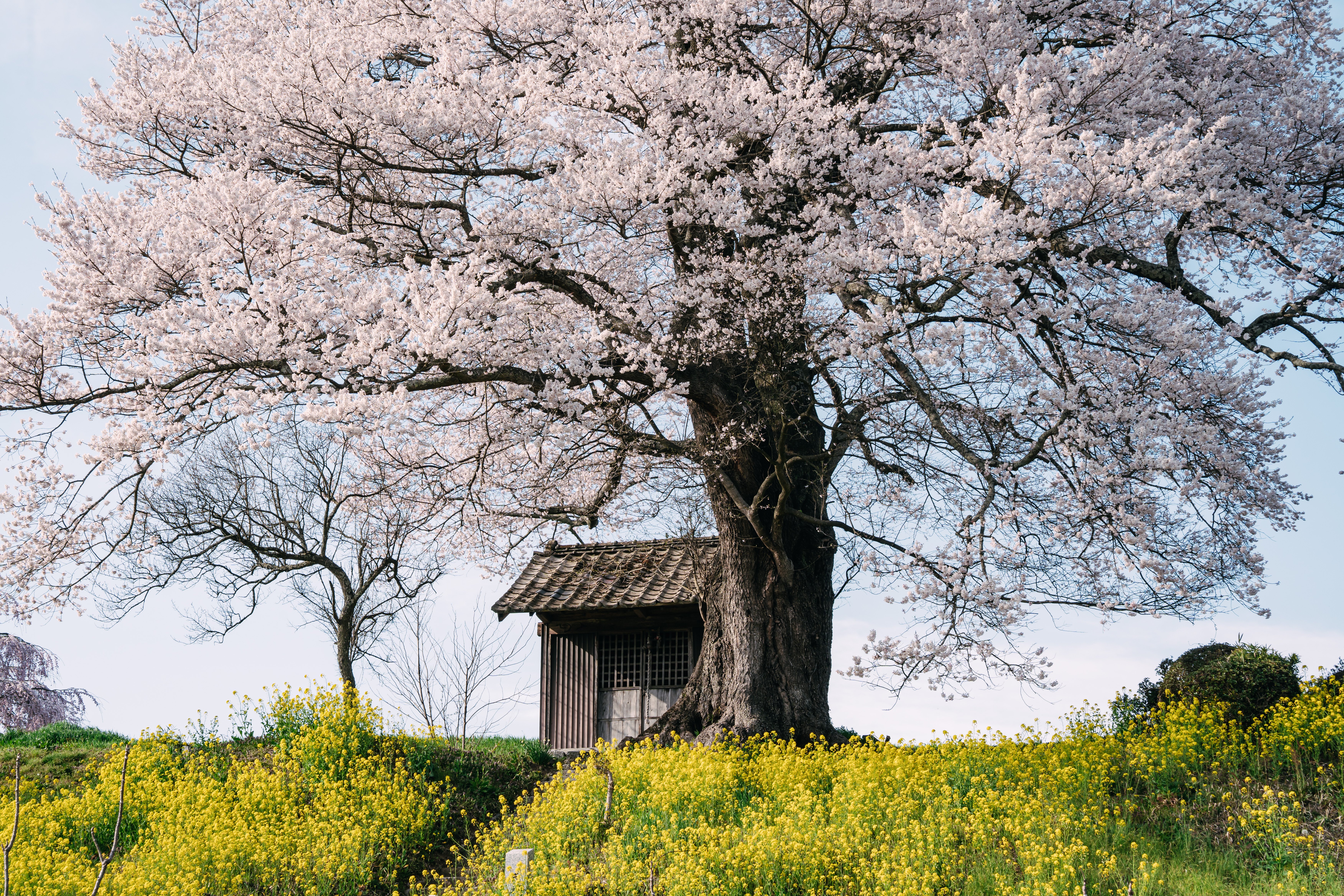 自己紹介】東北の写真家｜はじめてのnote ｜zookomi0124
