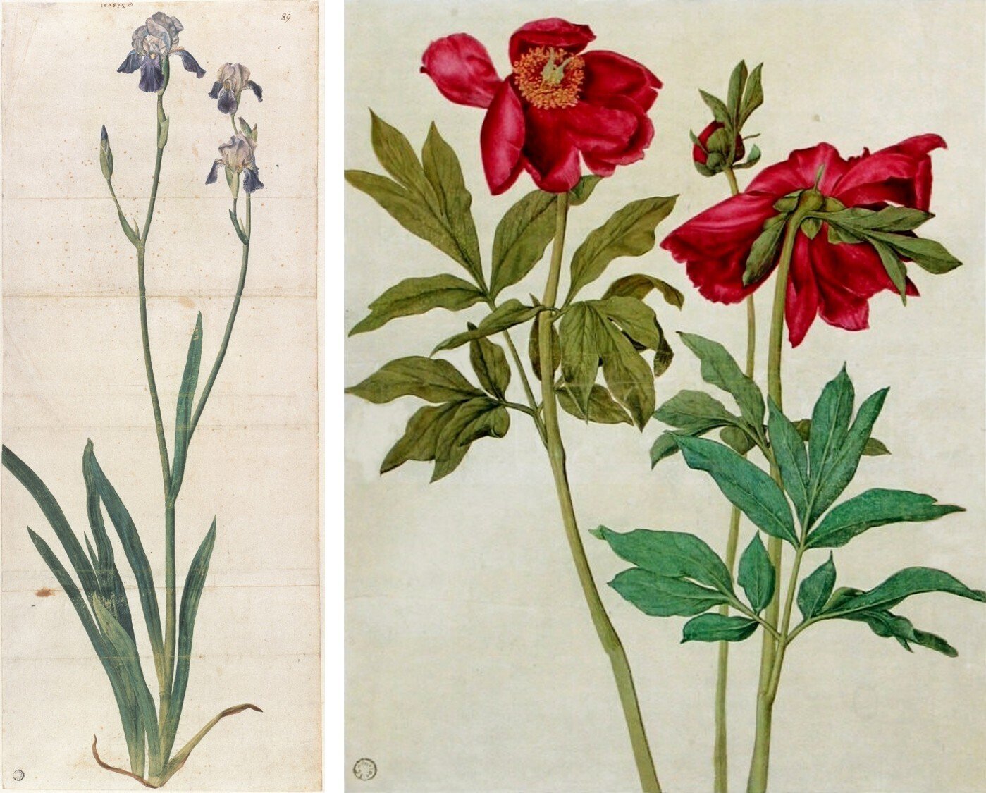 植物画とは何か＞（3）：博物画とは?美術か？ 西洋絵画、東洋絵画の