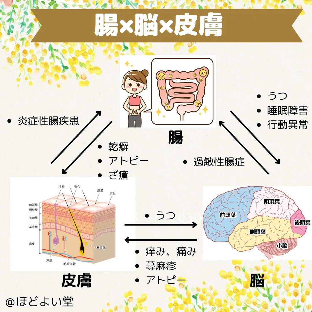 腸漏れ（リーキガット）と“腸-皮膚軸”：内側の炎症が肌を曇らせる｜宮崎県漢方薬局ほどよい堂