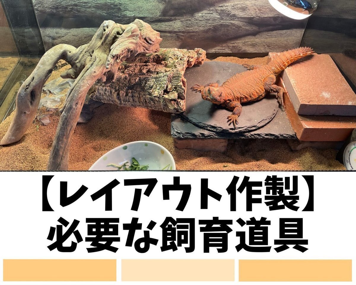 ゲイリートゲオアガマ　飼育セット ゲイリートゲオアガマ飼育ガイド】初心者にも分かりやすく飼育方法を