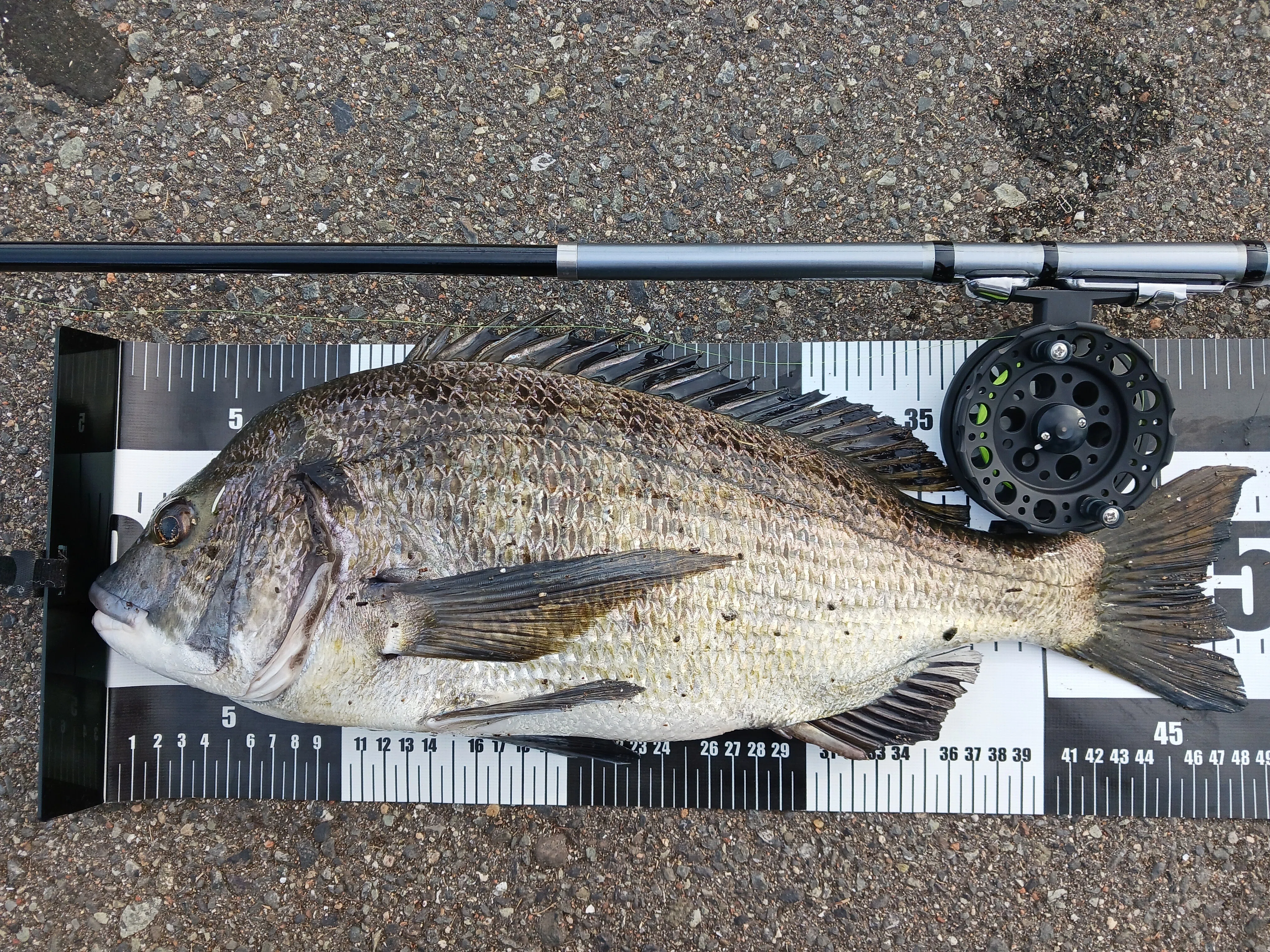 記録更新⁉ 大阪湾のモンスターがHIT！ 舞洲周辺でチヌのヘチ釣り
