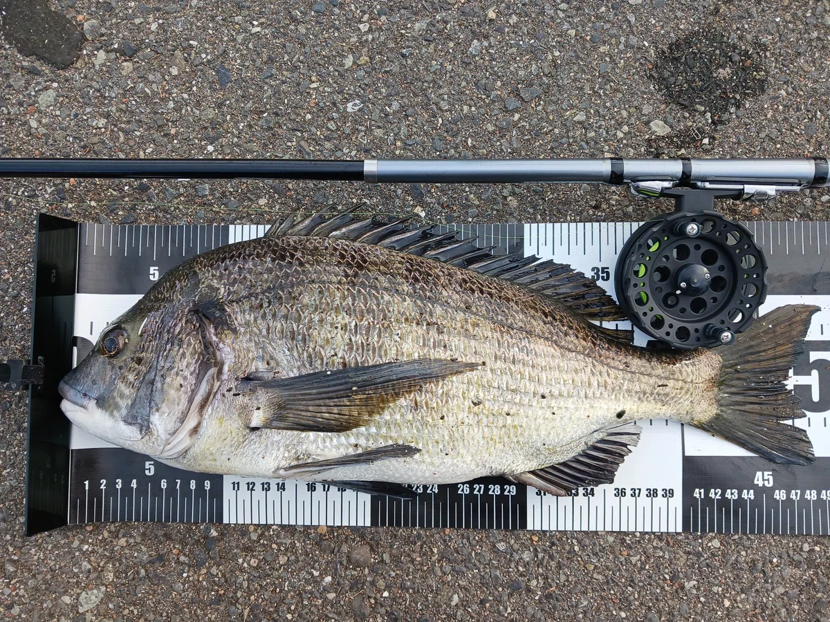 Record Broken!? A Monster in Osaka Bay Hits! Hechi Fishing for Black ...