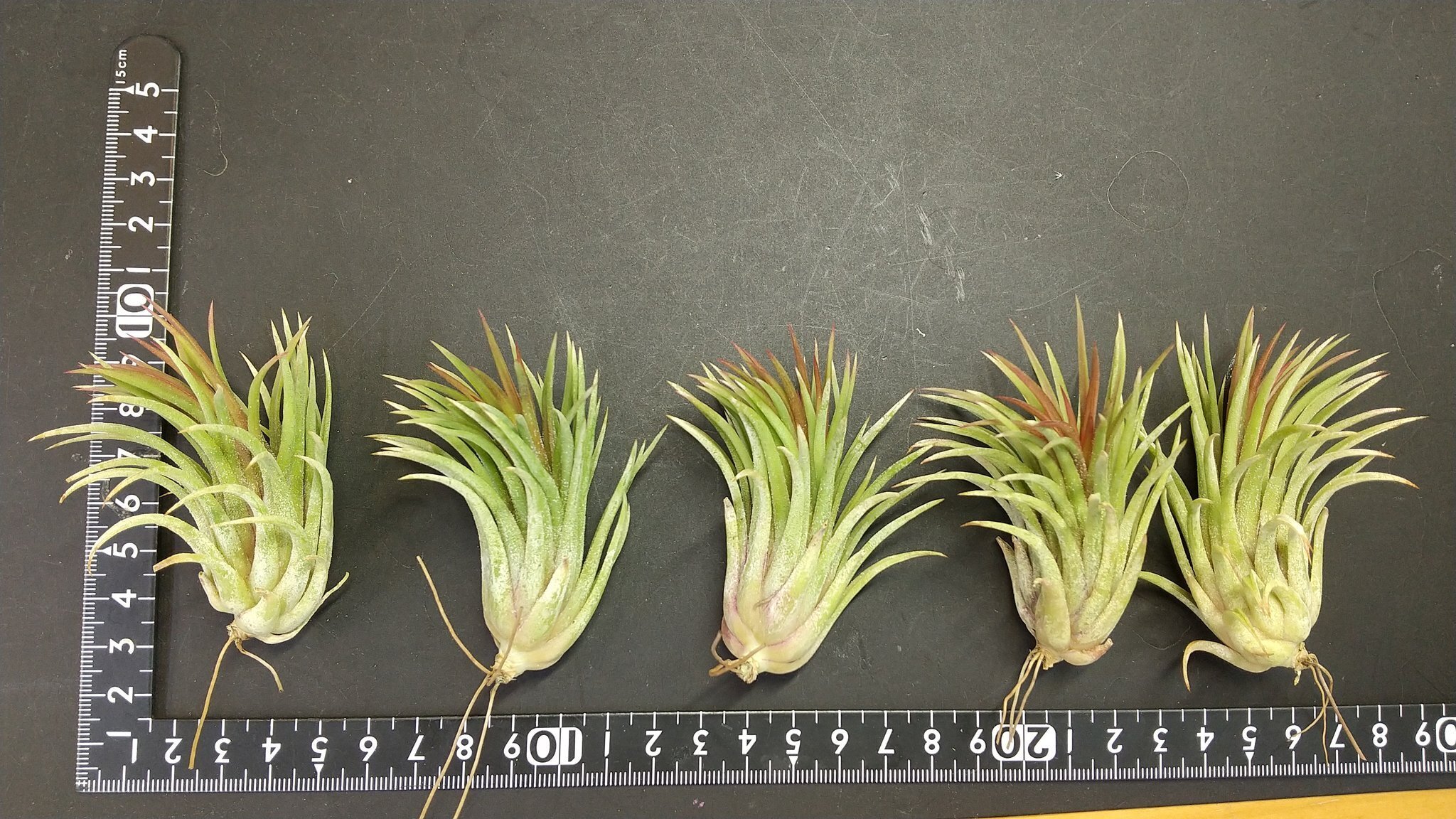 チランジア入荷リスト9/9｜NatureGarden🌿神田