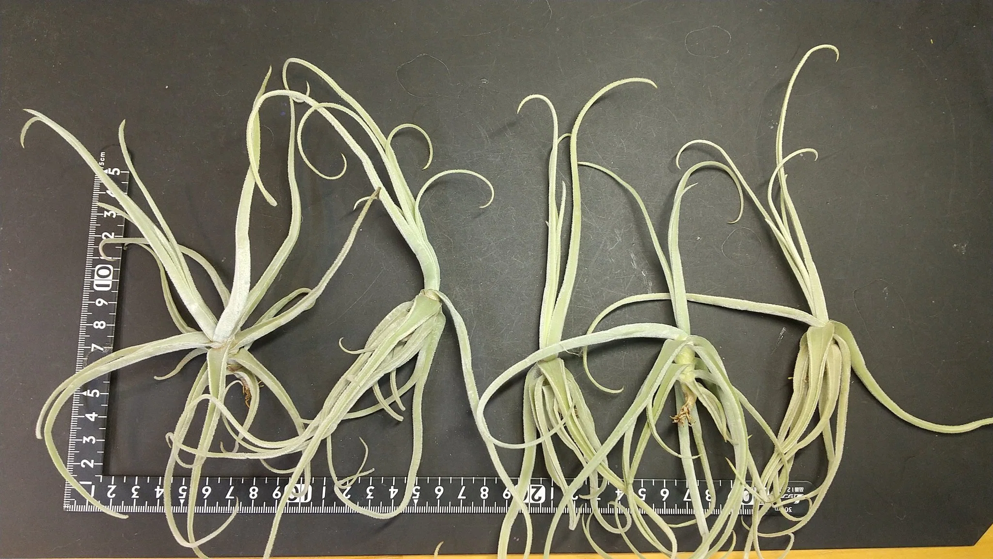 チランジア入荷リスト9/9｜NatureGarden🌿神田