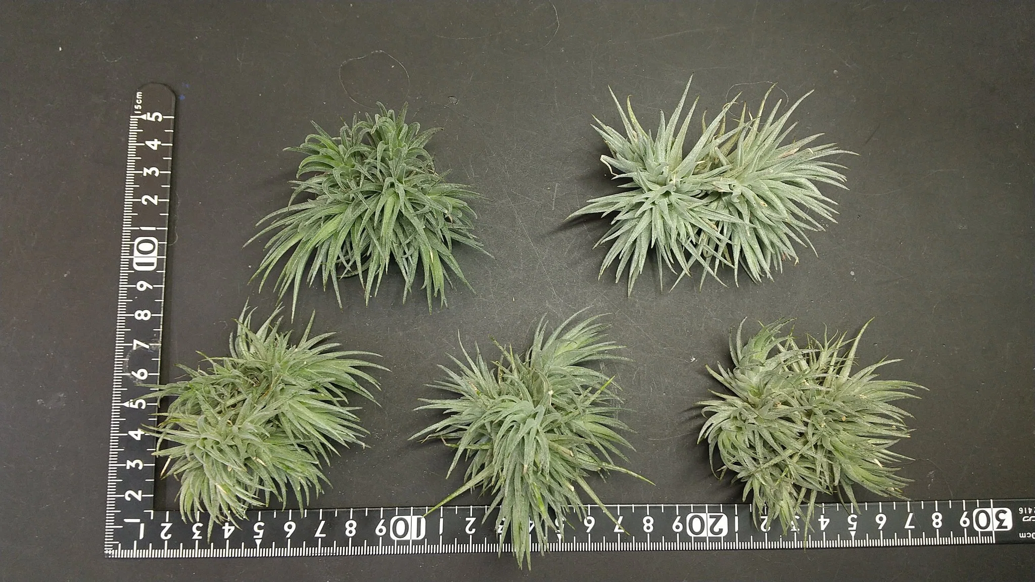 チランジア入荷リスト9/9｜NatureGarden🌿神田