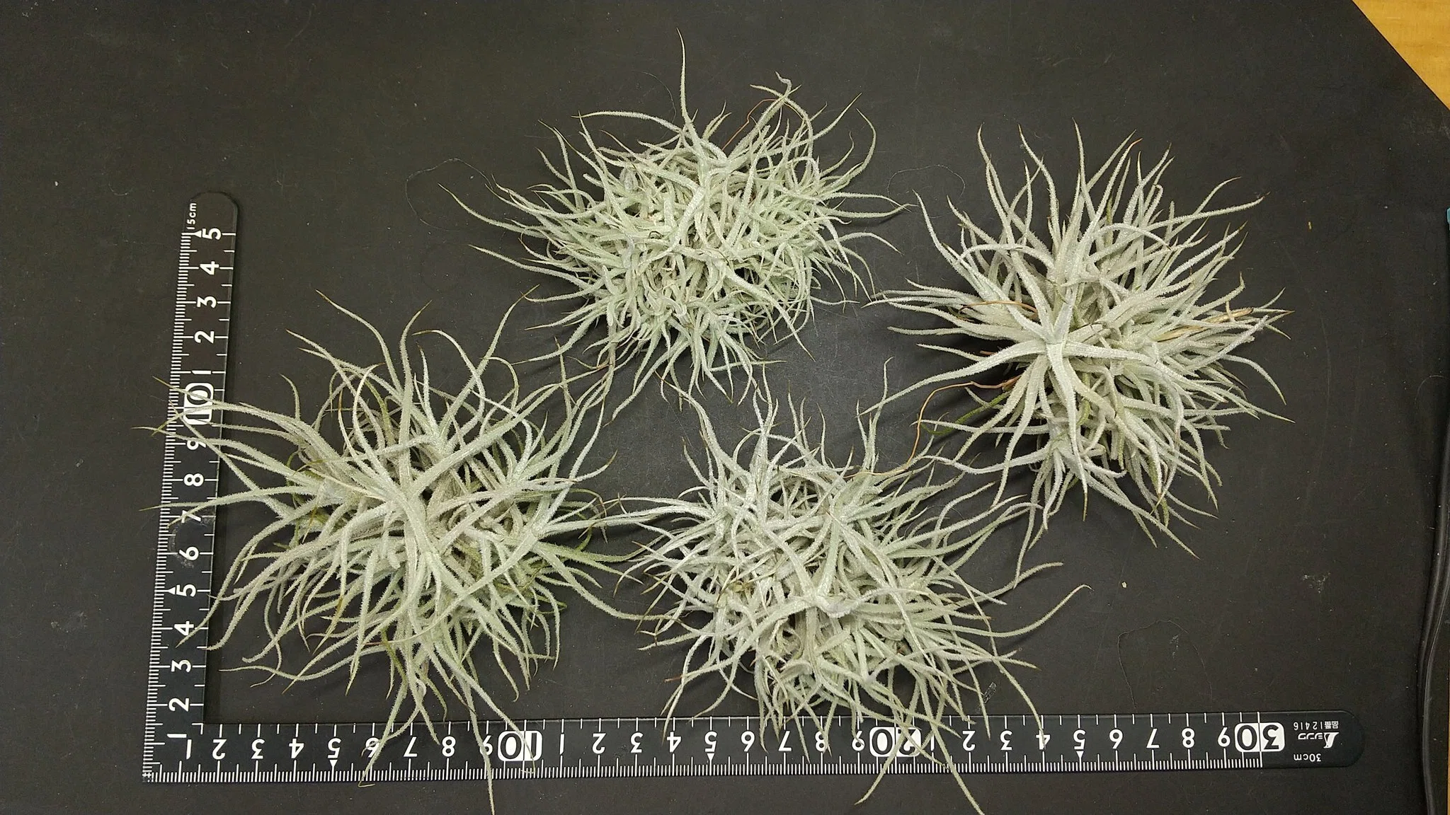 チランジア入荷リスト9/9｜NatureGarden🌿神田