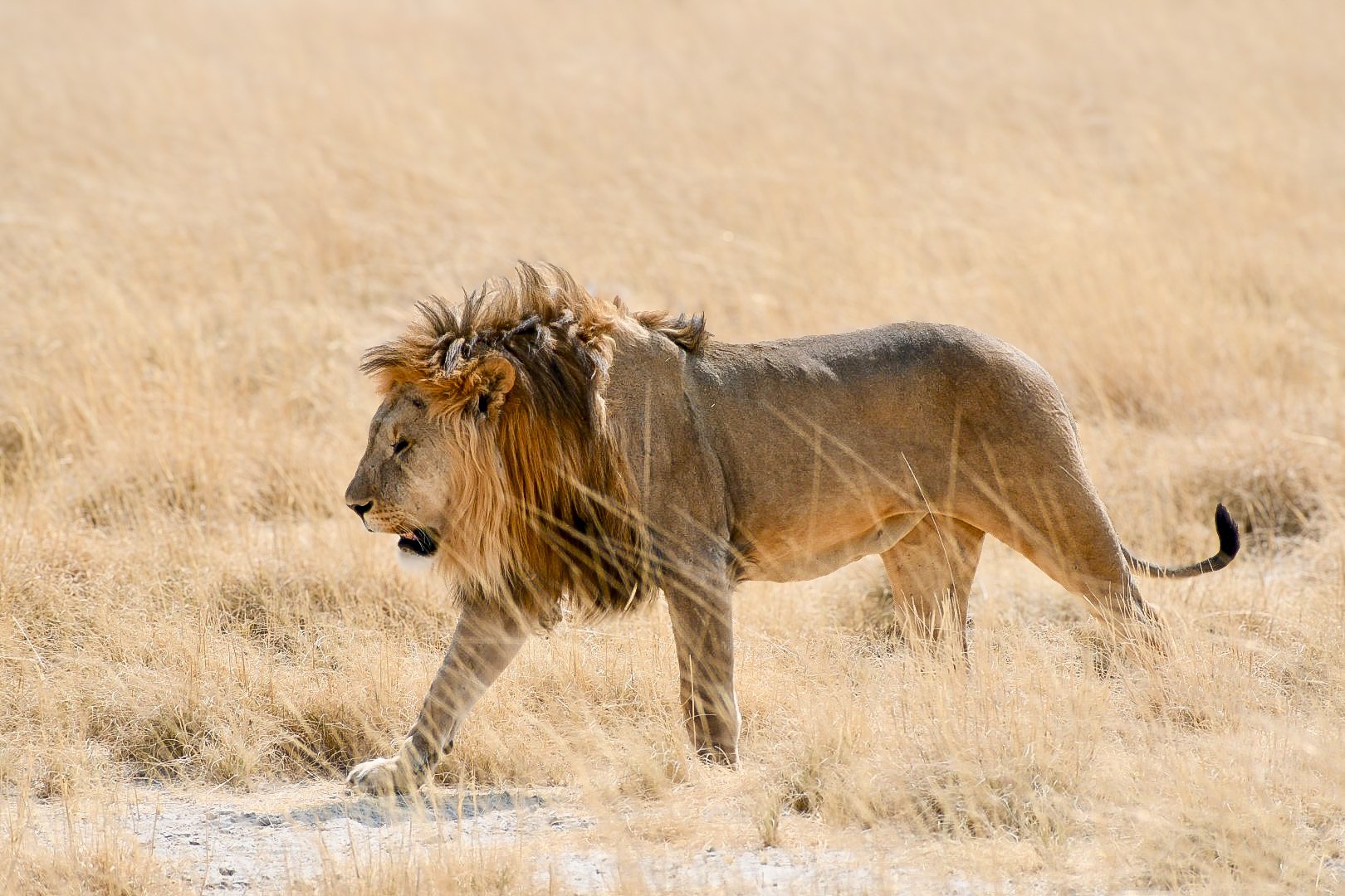 🇳🇦ナミビアで出会った動物たち＠エトーシャ国立公園｜m