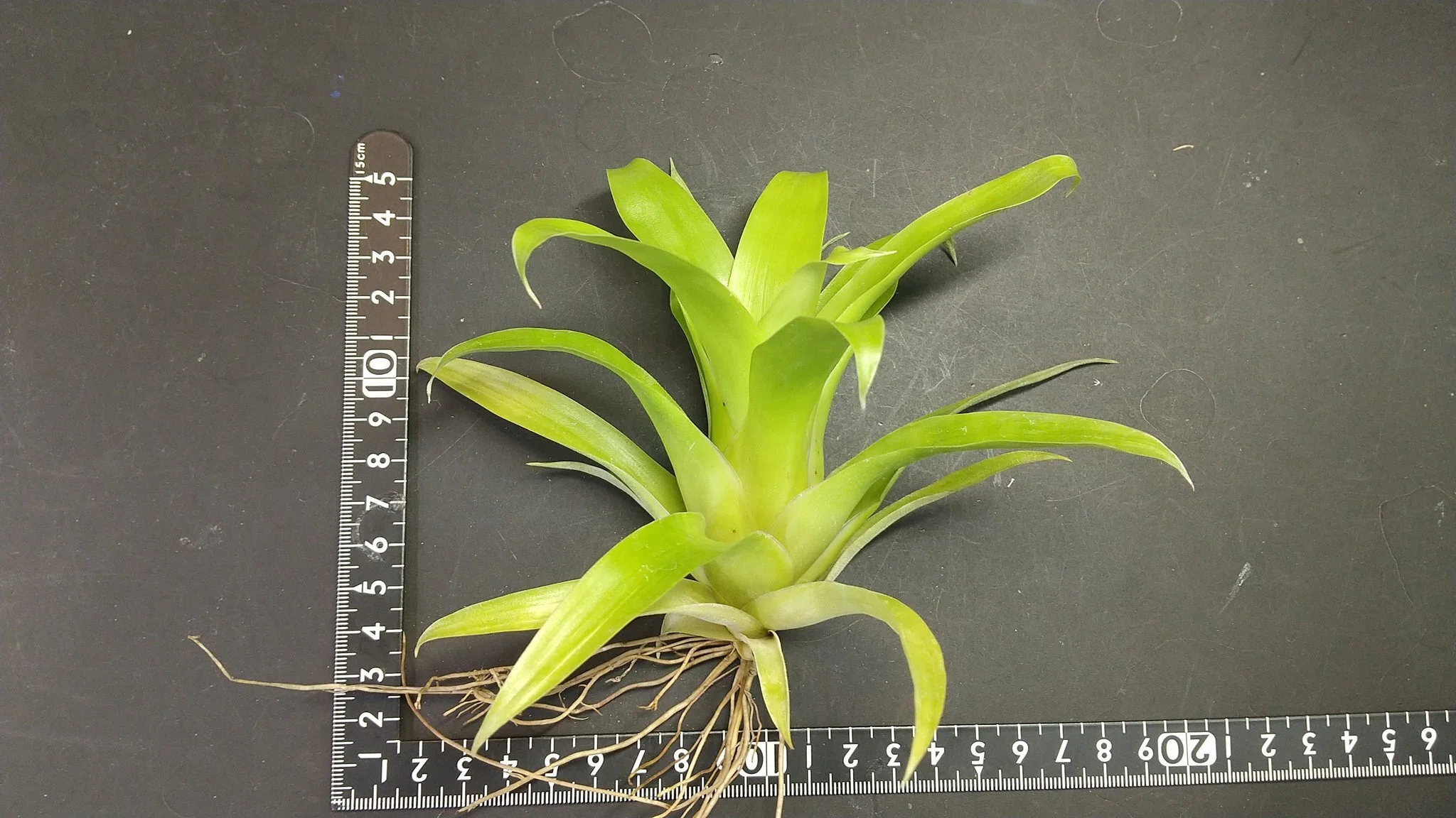 チランジア入荷リスト9/9｜NatureGarden🌿神田
