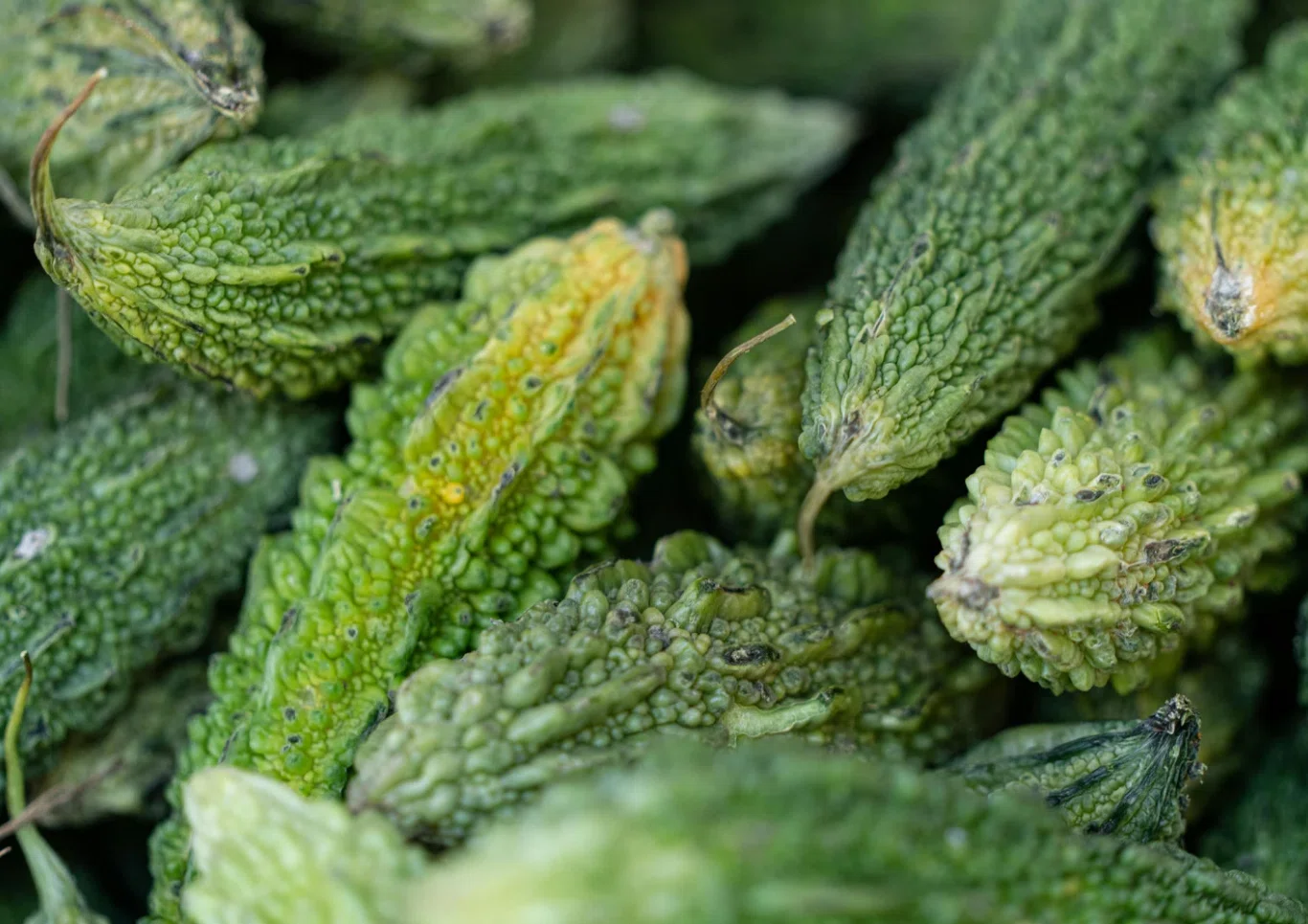 Are bitter melon seeds red? A story about fully ripe bitter melon