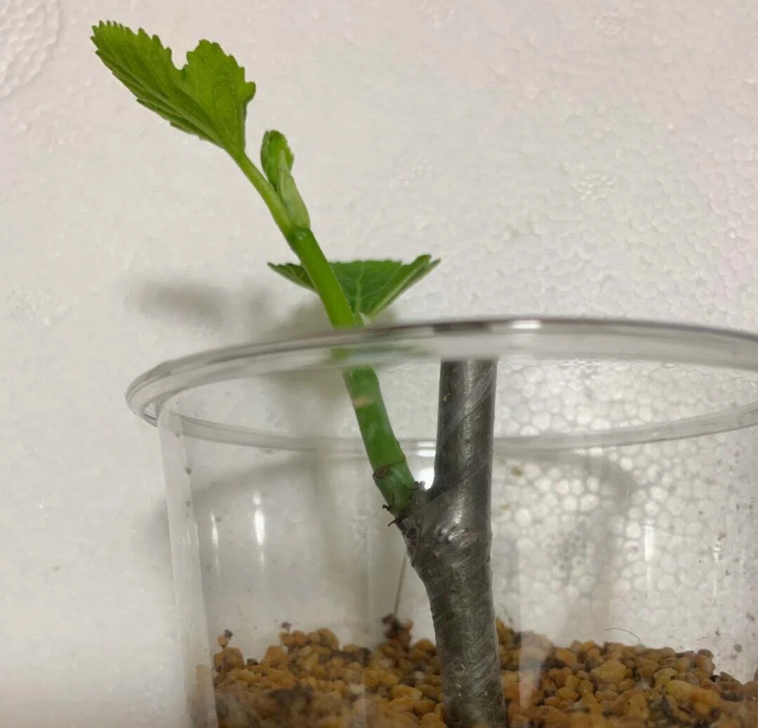 🌿 根活おじさんクワマンが教える！失敗しないイチジクの挿し木完全
