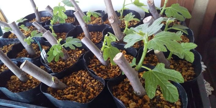 🌿 根活おじさんクワマンが教える！失敗しないイチジクの挿し木完全