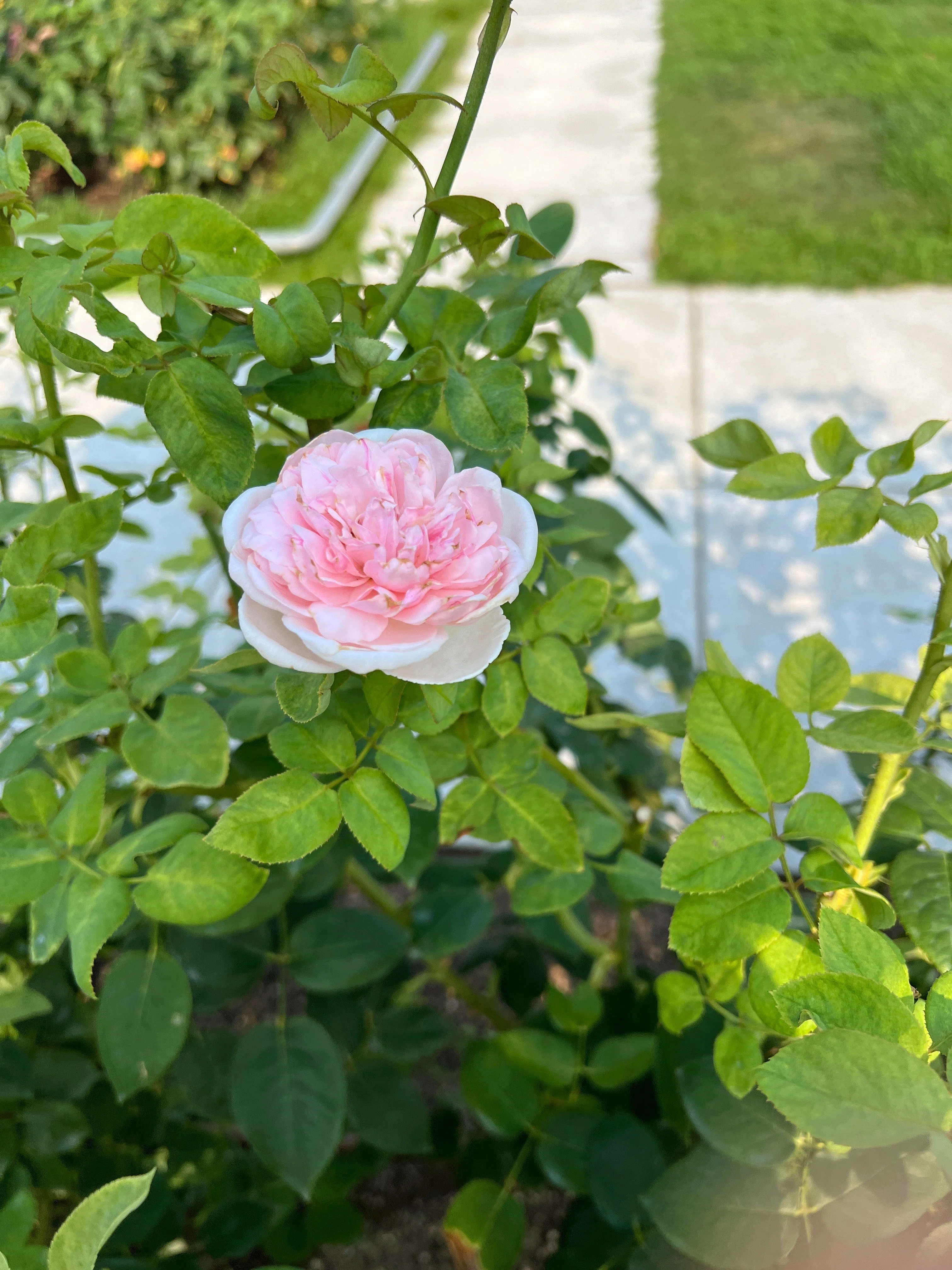 🇬🇧 セント・セシリア（St. Cecilia）🌹中之島バラ園｜ぱぽにゃん🌹🌳