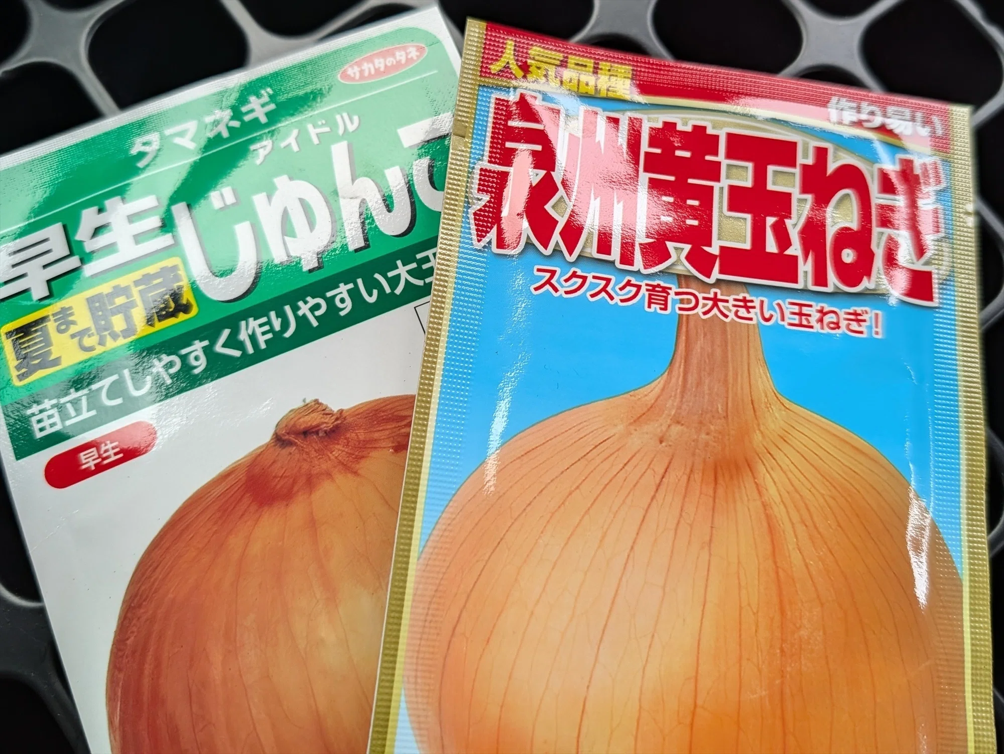 タマネギの種まきをしました｜annon