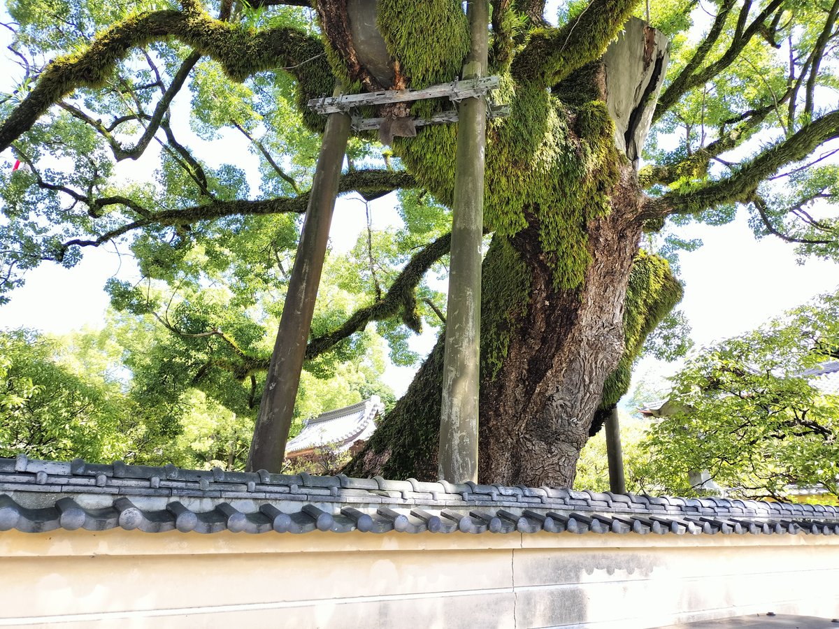 延寿王院境内近くの大木と鳥居。五卿が滞在した太宰府で、幕末志士ゆかりの風景