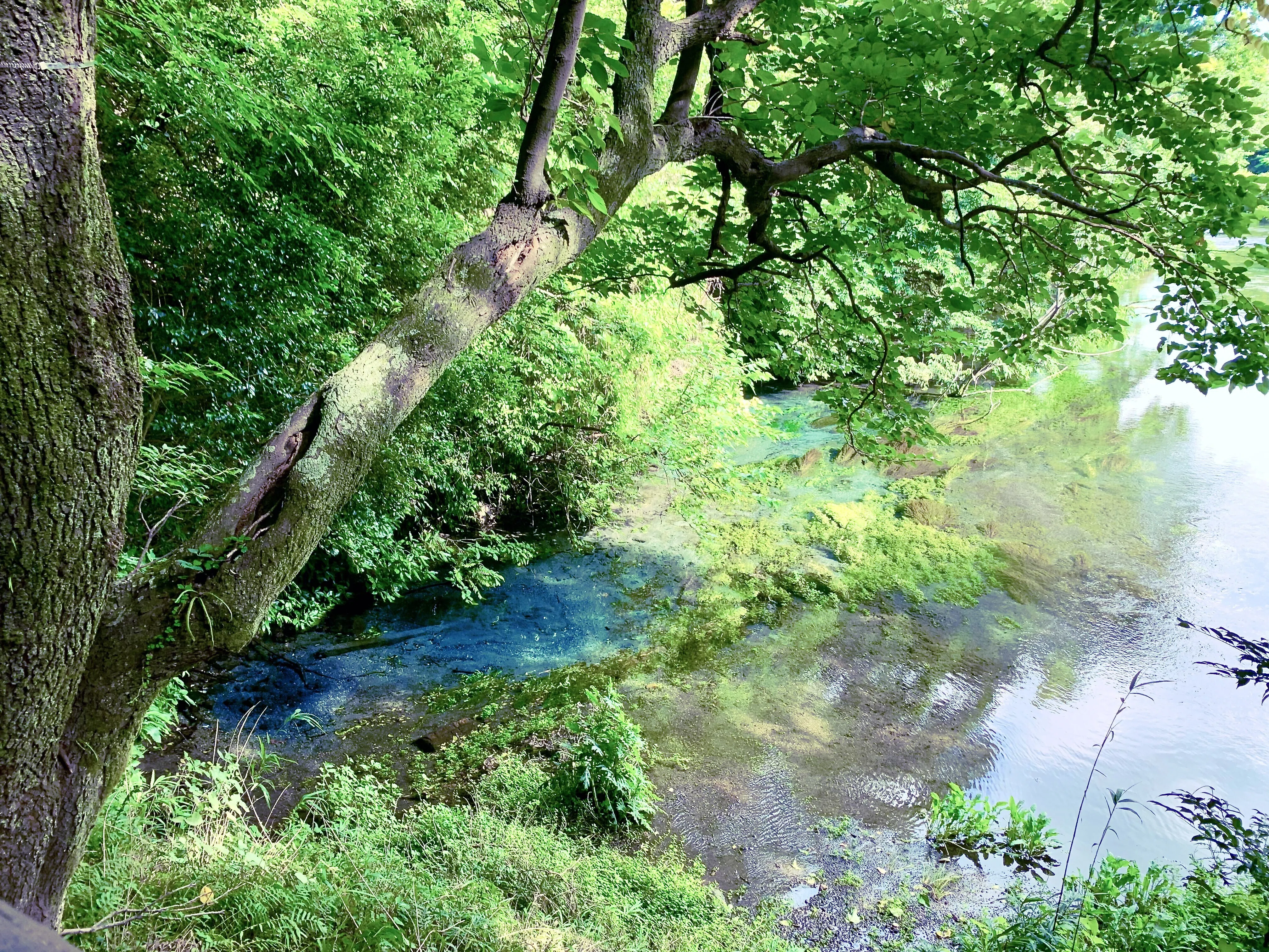 おでかけ：柿田川公園ー日本最短の一級河川で日本三大清流のひとつ
