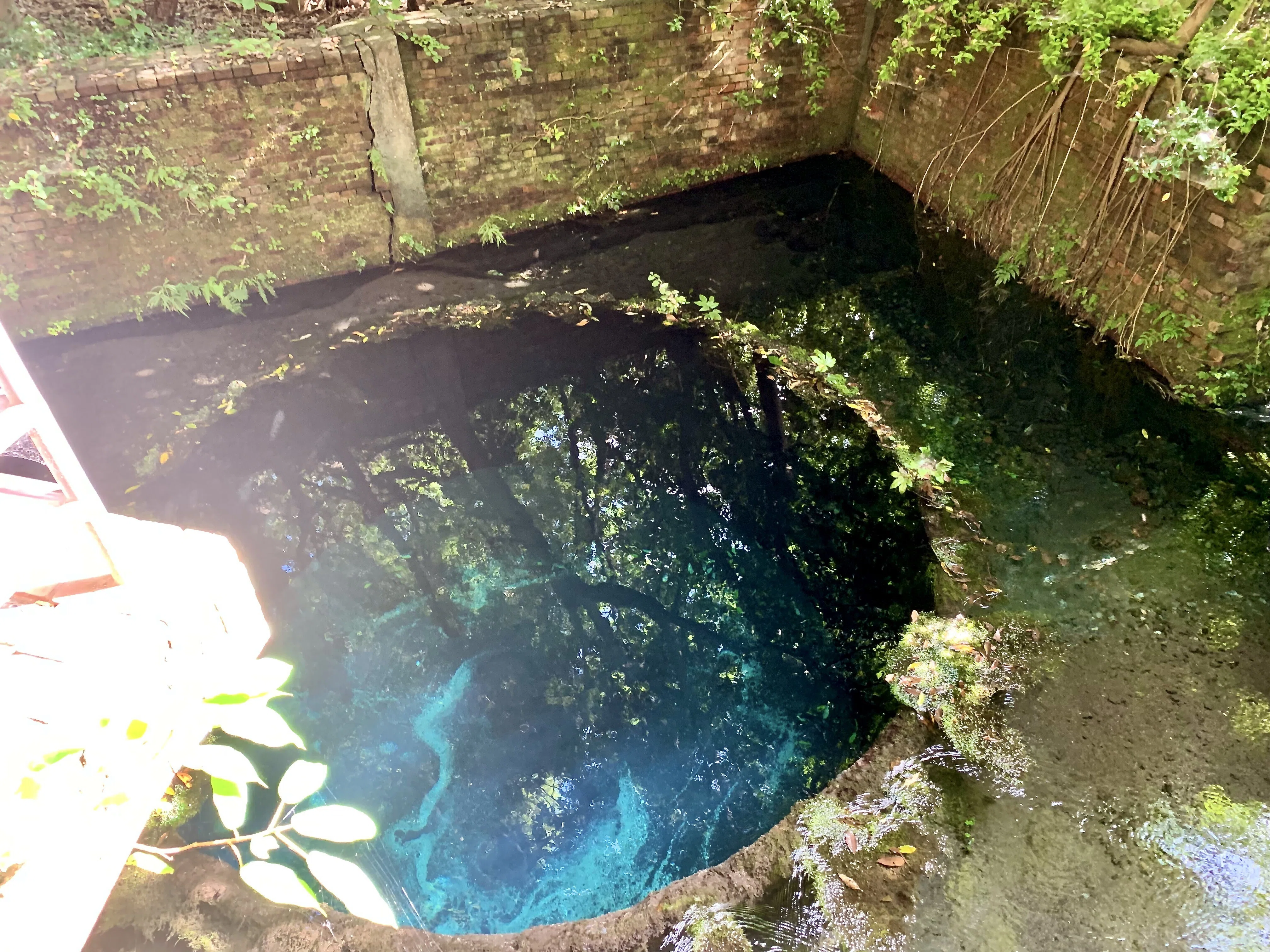 おでかけ：柿田川公園ー日本最短の一級河川で日本三大清流のひとつ