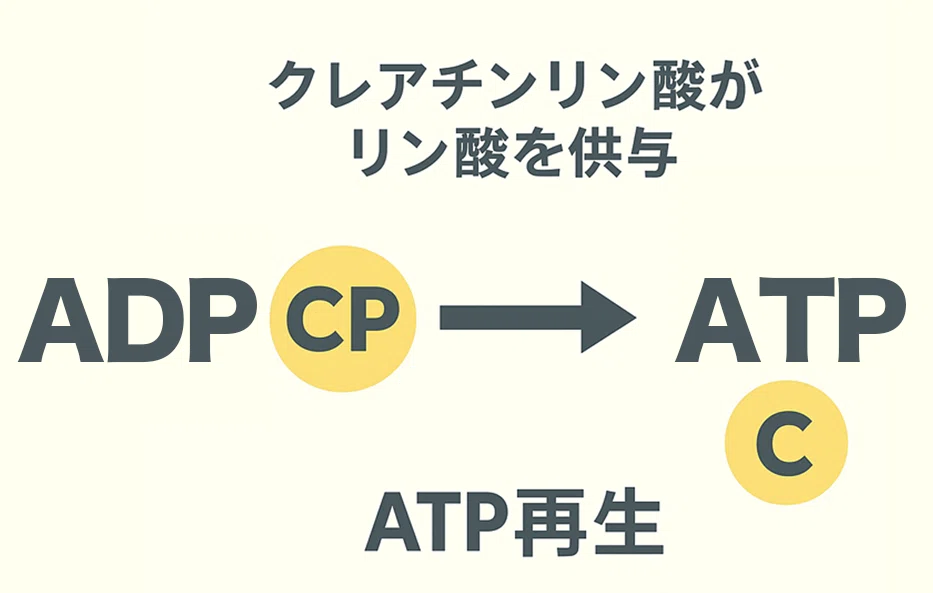 🔋 【用語解説】ATPってなに？｜疲労の正体シリーズ辞典編｜Nozomi🇹🇭36歳ラジャダムナン出場のノマド