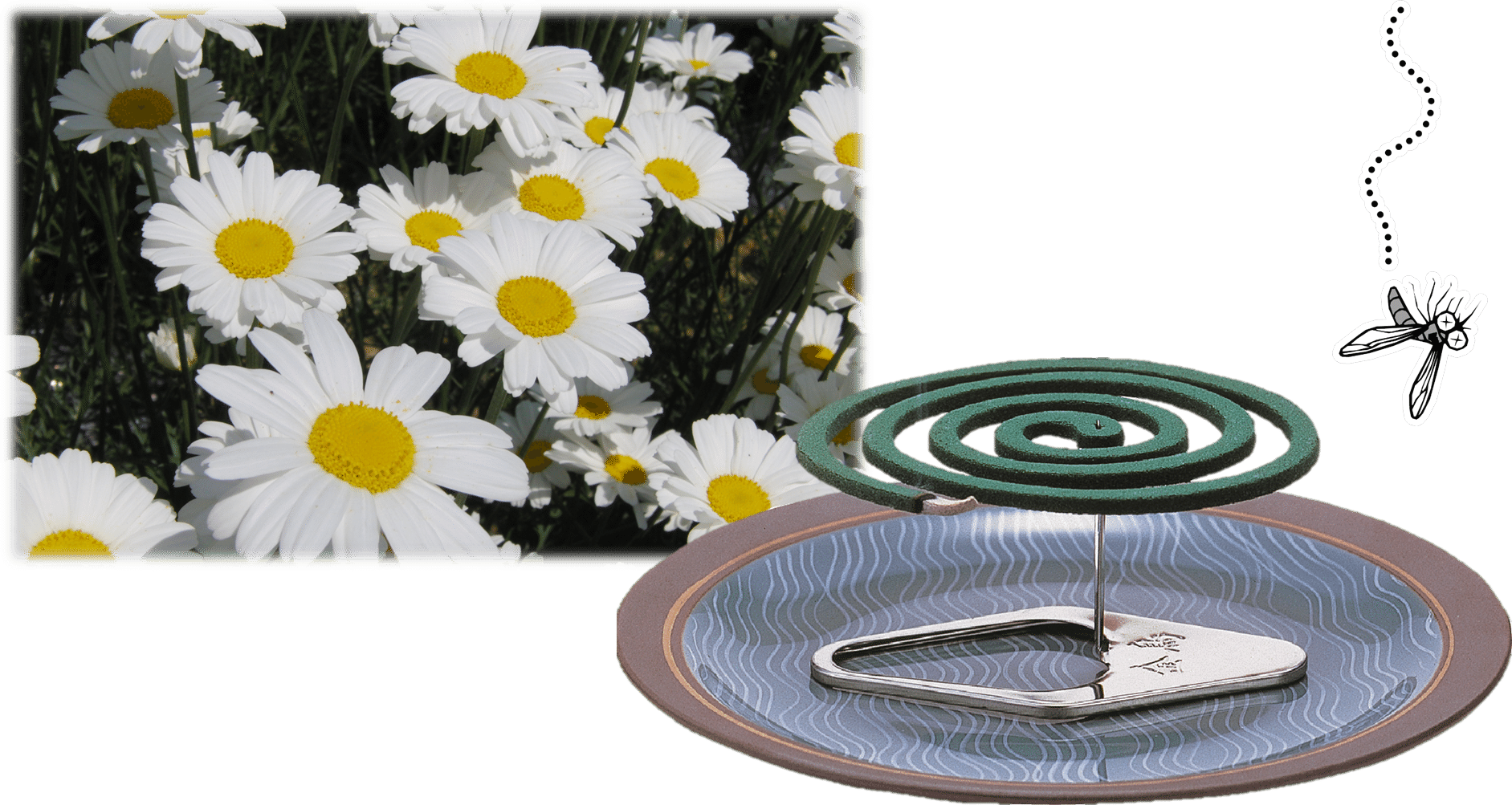 夏の香りの正体は、「除虫菊」の香り。｜KINCHO 大日本除虫菊株式会社