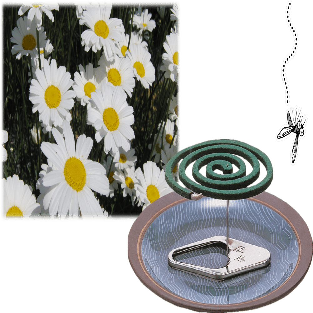 夏の香りの正体は、「除虫菊」の香り。｜KINCHO 大日本除虫菊株式会社