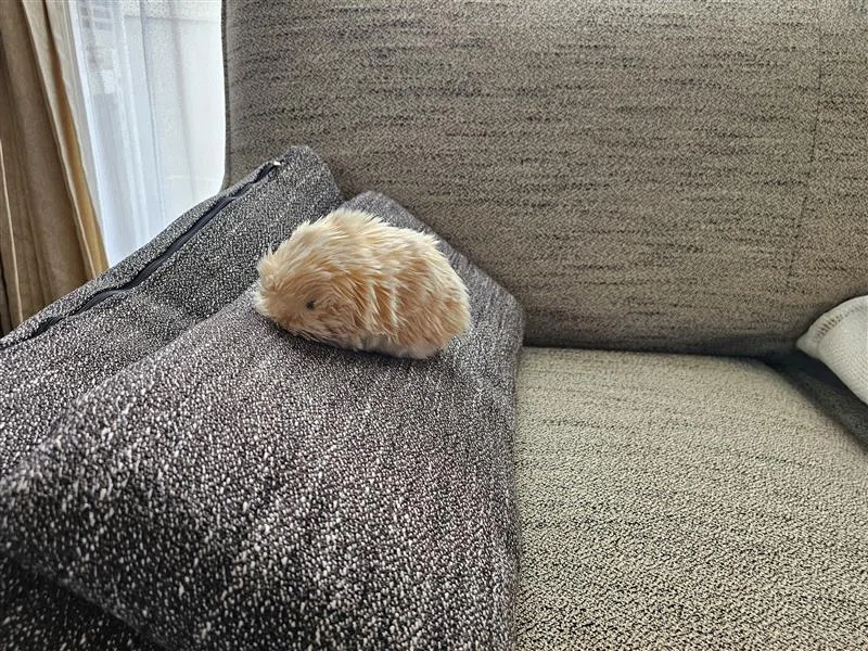 Moflin（モフリン）」の飼い主に育てた感想を聞きました！vol.3