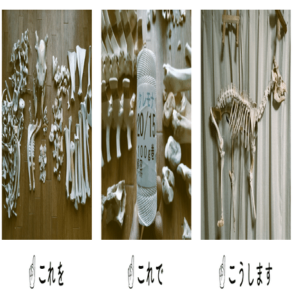 シカ全身骨格と同棲する：可動式全身骨格標本の一作例｜俎ほどき💀解体電書