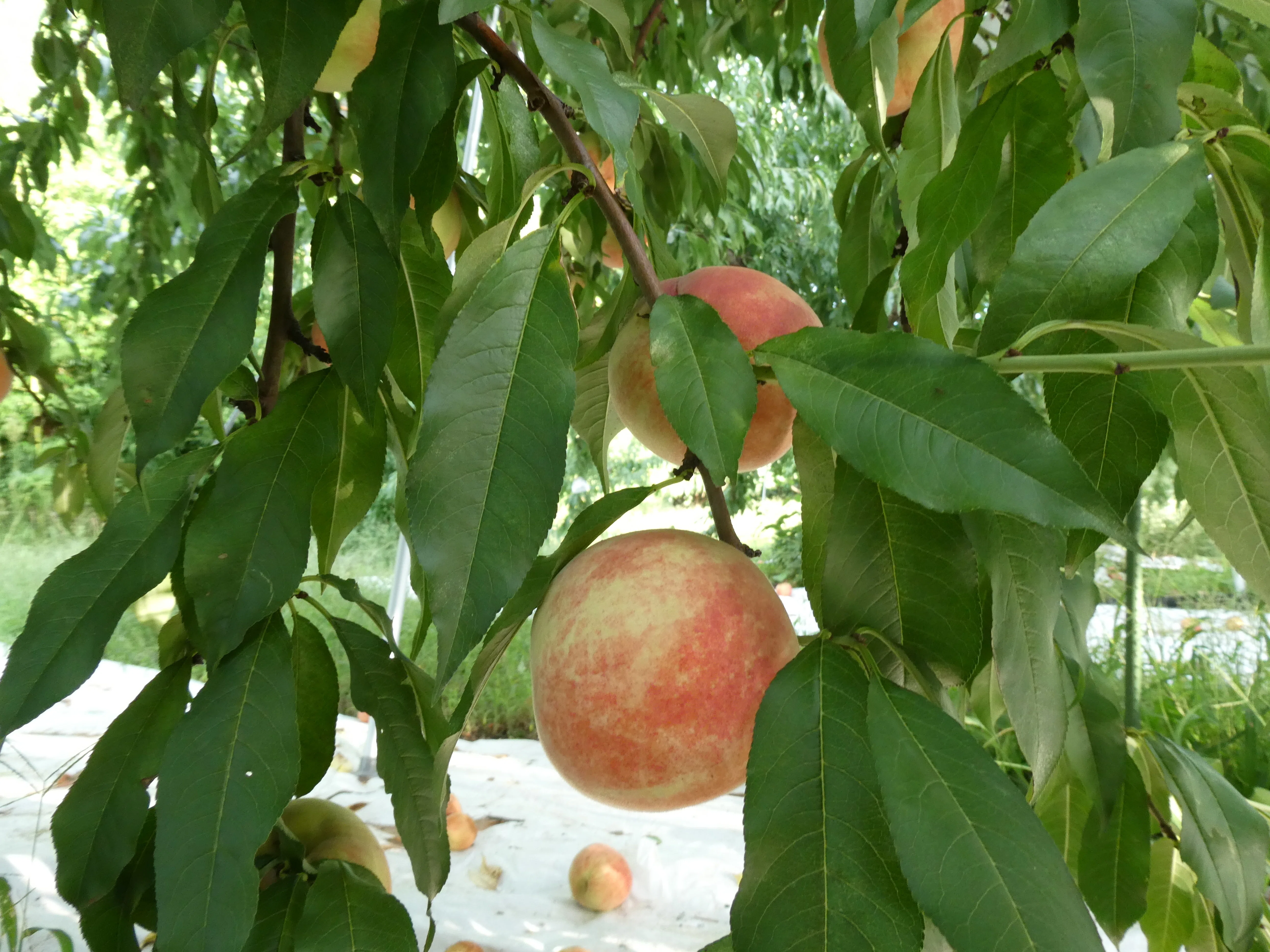 Peach Growth Report #September 2025｜クニミノマド オーナー制度