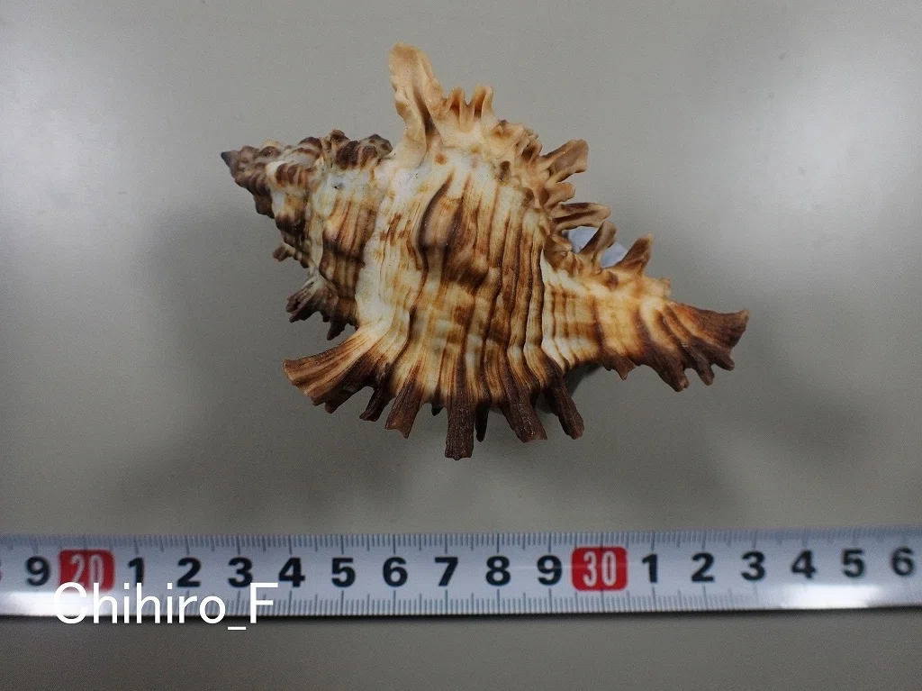 拾いに行くならこんな貝殻①センジュモドキ、カコボラ、チトセボラ