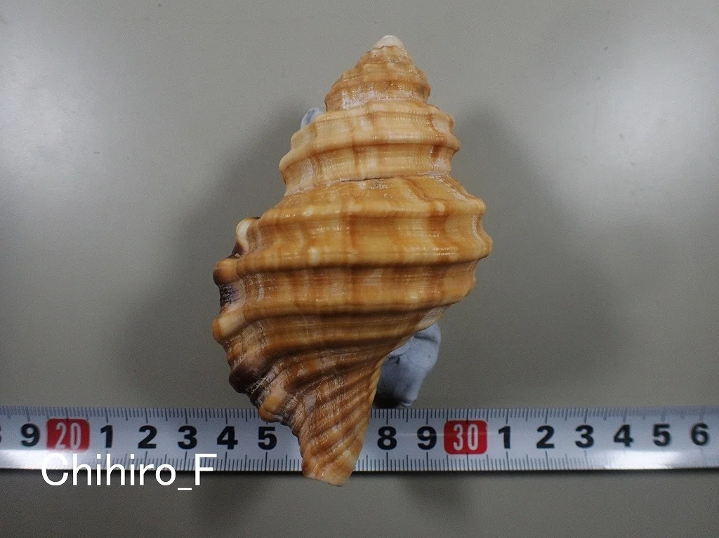 ホラ貝　貝殻 ホラガイ【30cm前後/1個】法螺貝 貝殻