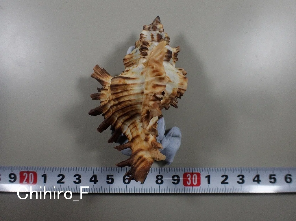 拾いに行くならこんな貝殻①センジュモドキ、カコボラ、チトセボラ