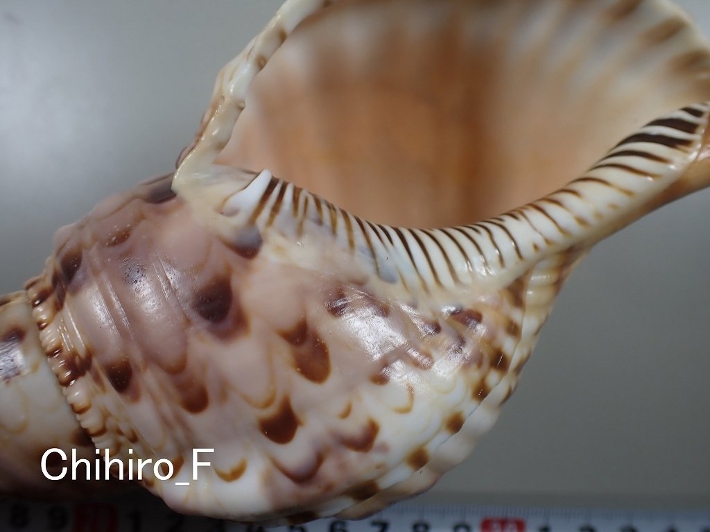 拾いに行くならこんな貝殻①センジュモドキ、カコボラ、チトセボラ