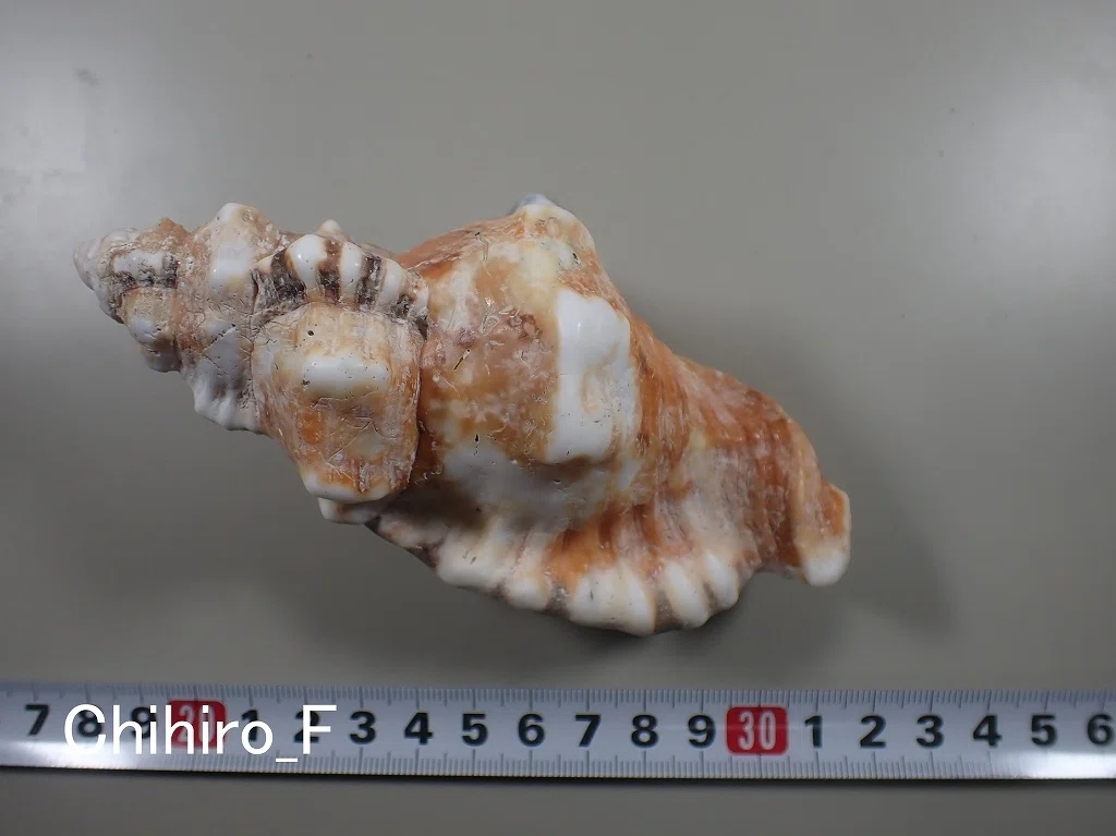 沖縄産　ほら貝 拾いに行くならこんな貝殻①センジュモドキ、カコボラ、チトセボラ