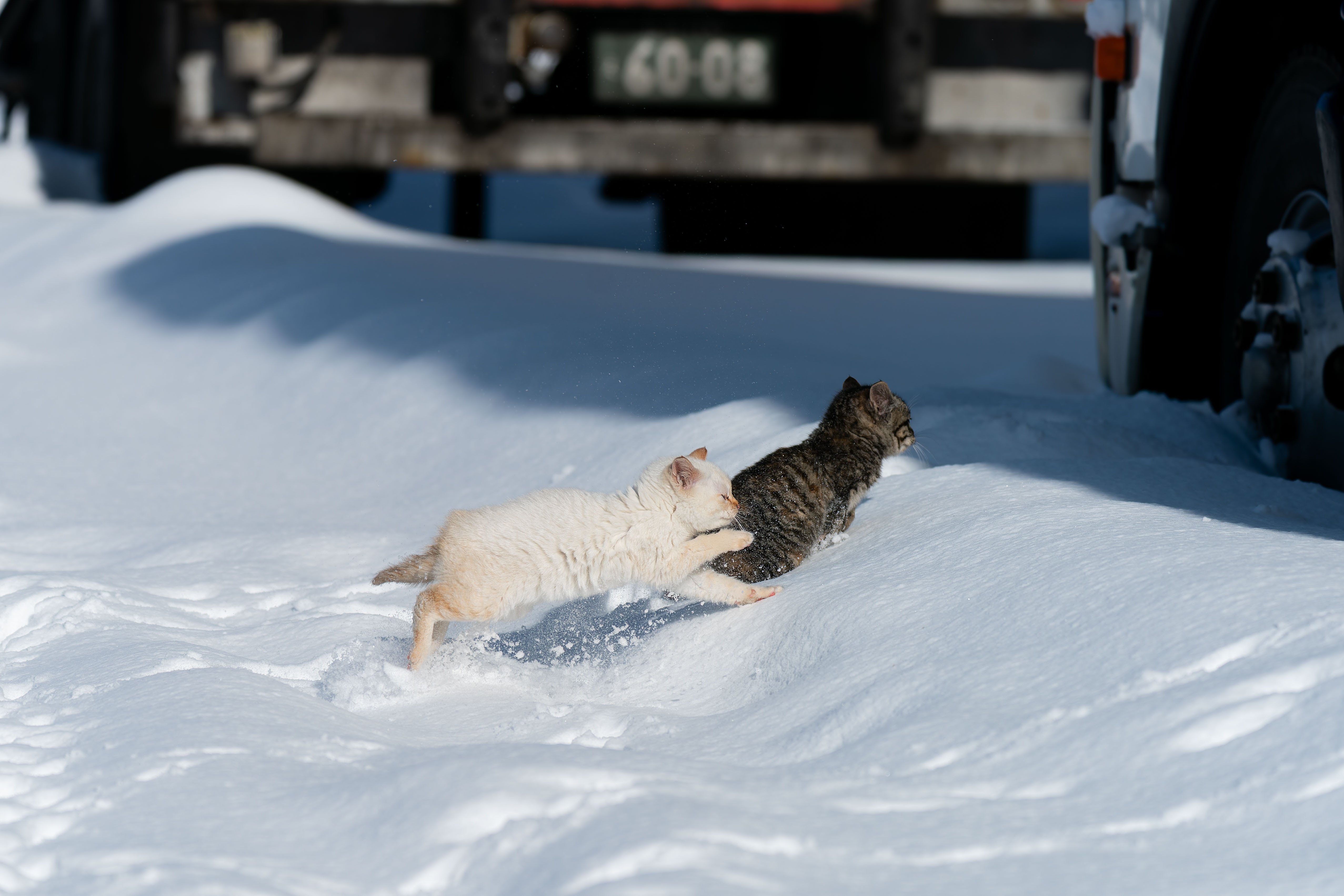 愛としの猫達 真冬に遭遇した子猫で餌やり隊はパニック SONY a9 SONY