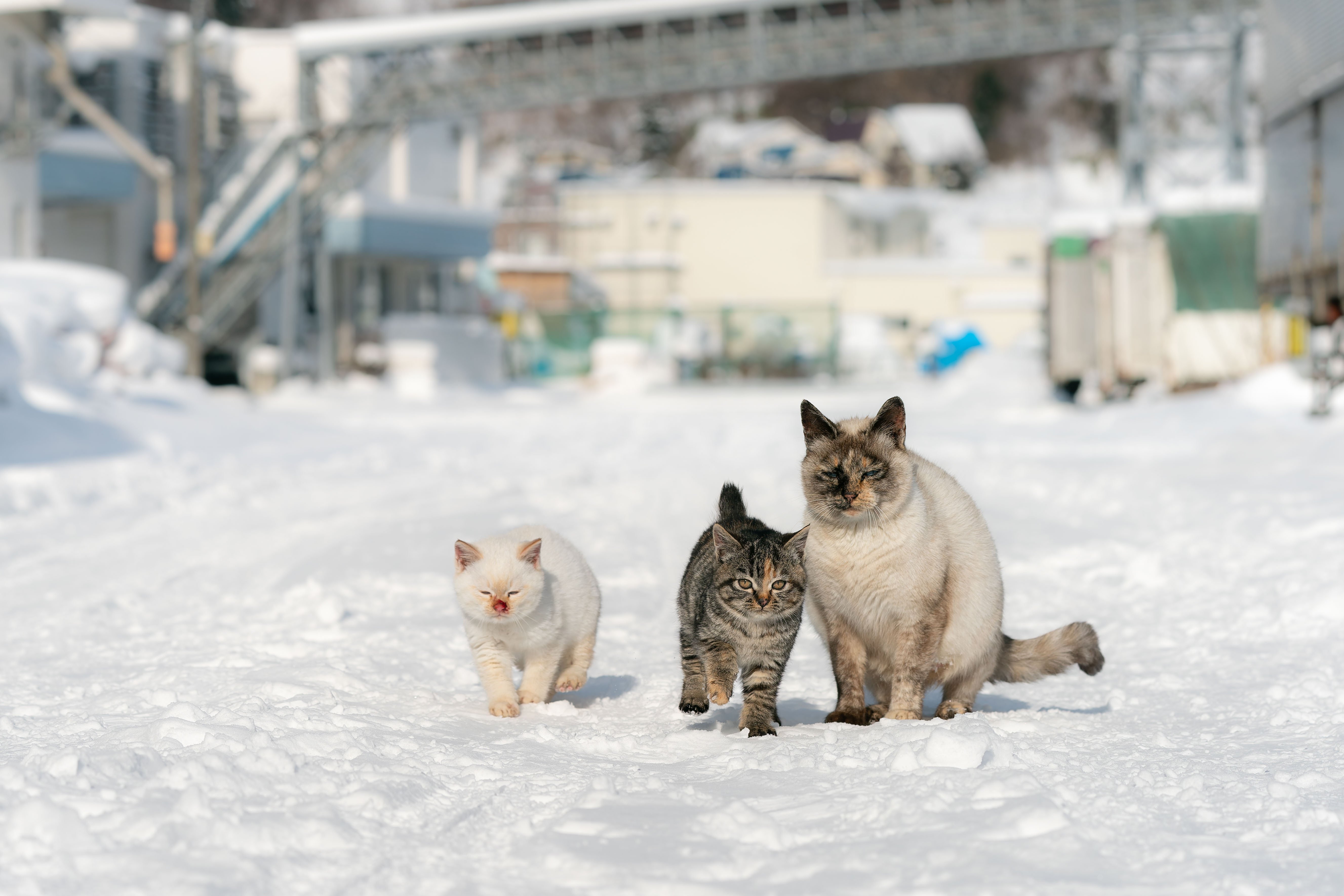 ☆雪猫☆ 愛としの猫達 真冬に遭遇した子猫で餌やり隊はパニック SONY a9 SONY