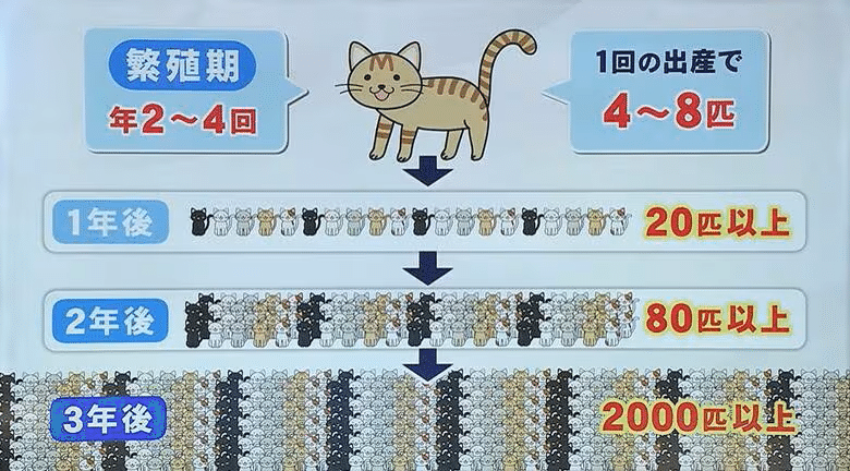 猫の繁殖「3年後に2000頭以上」はデマ｜猫アイコンには言われたかない