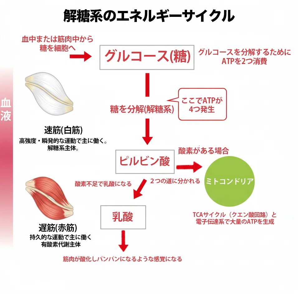 🔋 【用語解説】ATPってなに？｜疲労の正体シリーズ辞典編｜Nozomi🇹🇭36歳ラジャダムナン出場のノマド