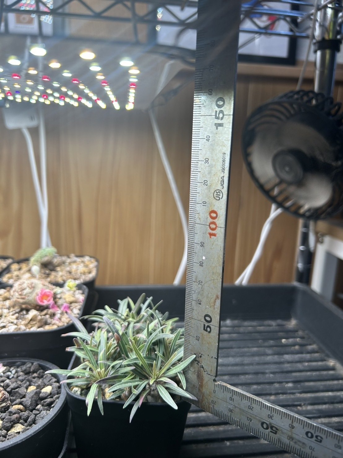 グラキリス実生の育て方 ― 光・水・風のバランスがすべて｜TKplants