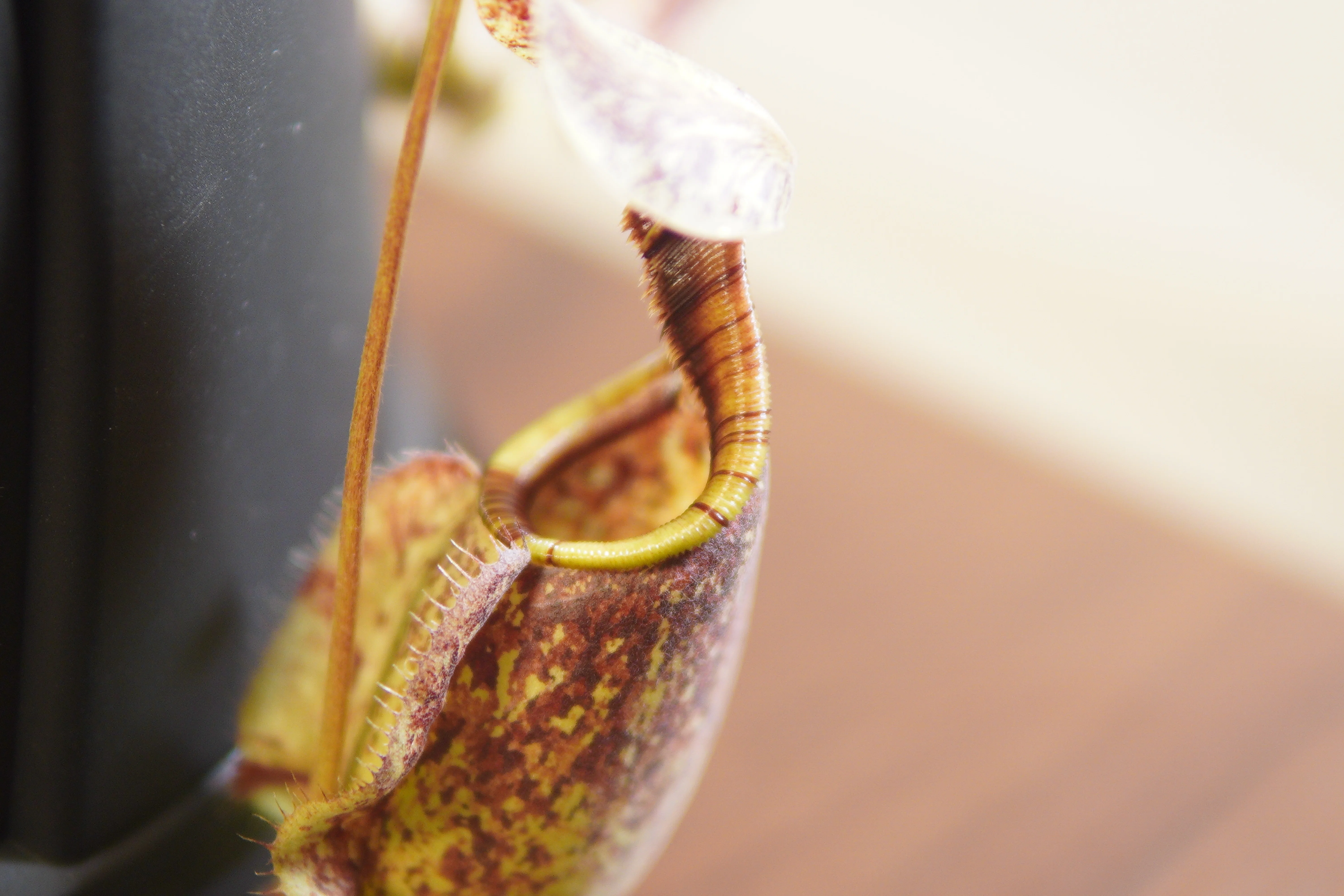 ツボ記】ウツボカズラ｜Nepenthes rafflesiana（通称「Brunei Speckled