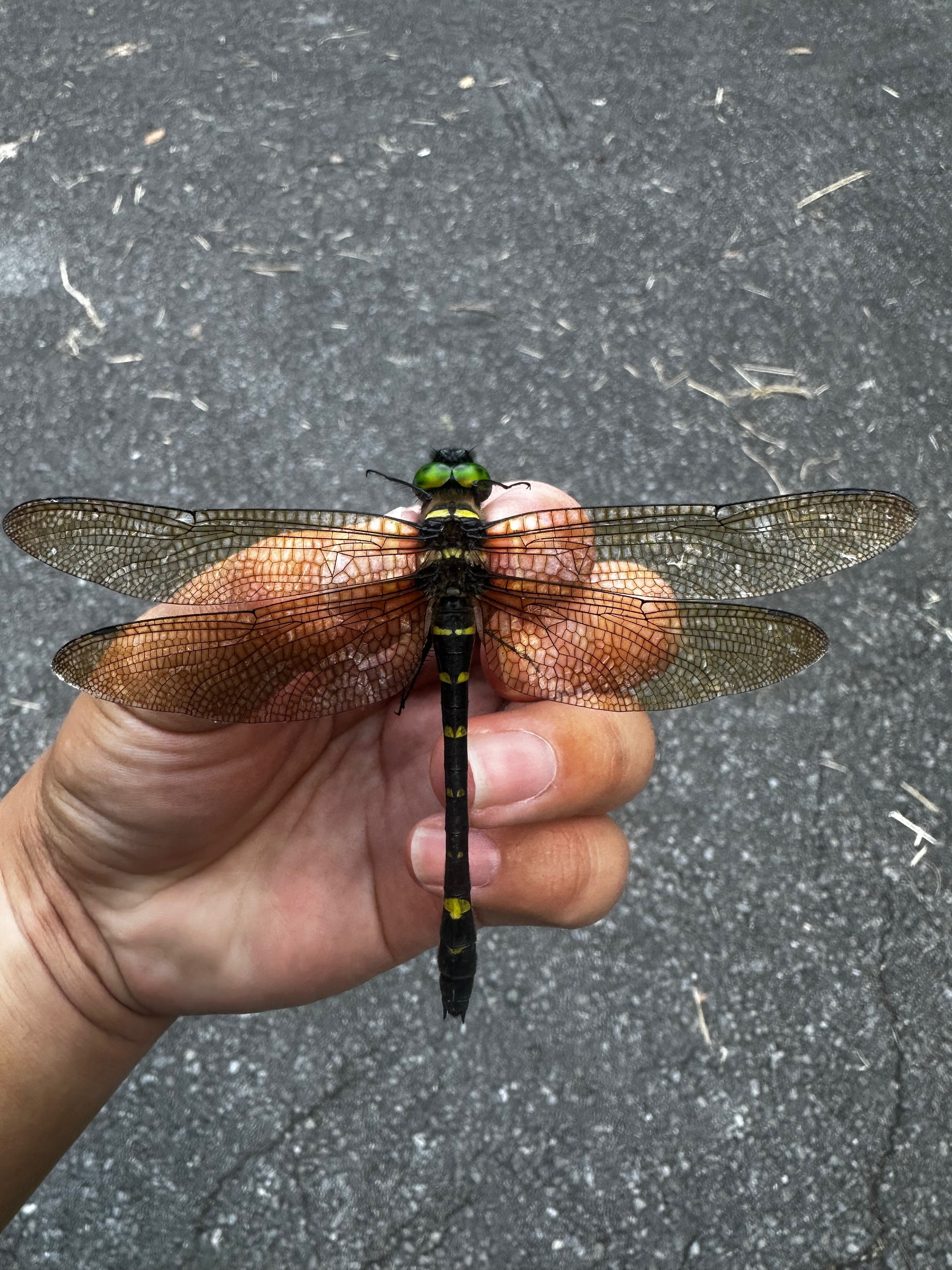今年の振り返り.6〜虫取り合宿1日目〜｜勝ち虫取り隊長TR