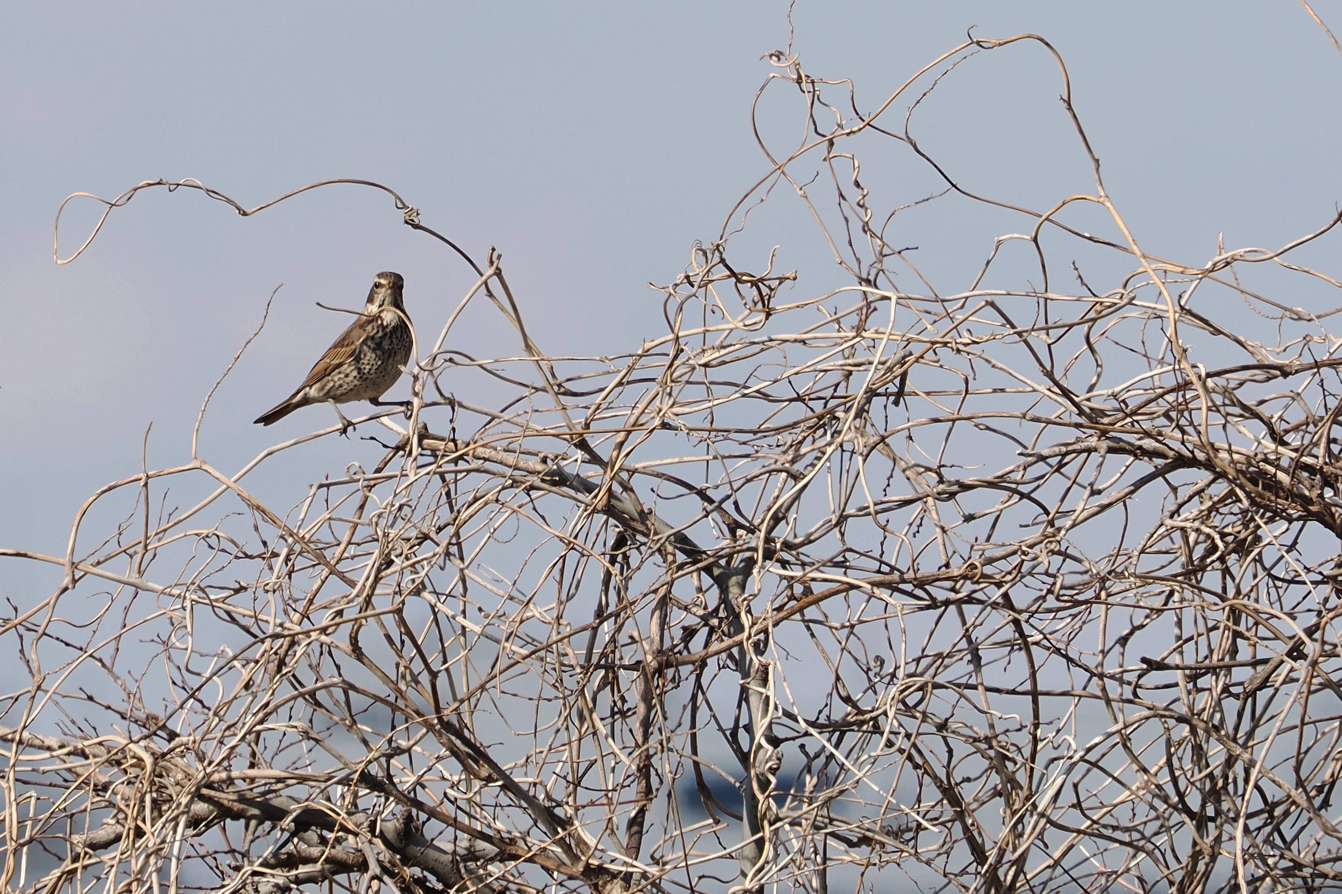超望遠/野鳥レンズとしてのM.ZUIKO DIGITAL ED 40-150mm F2.8 PRO+MC