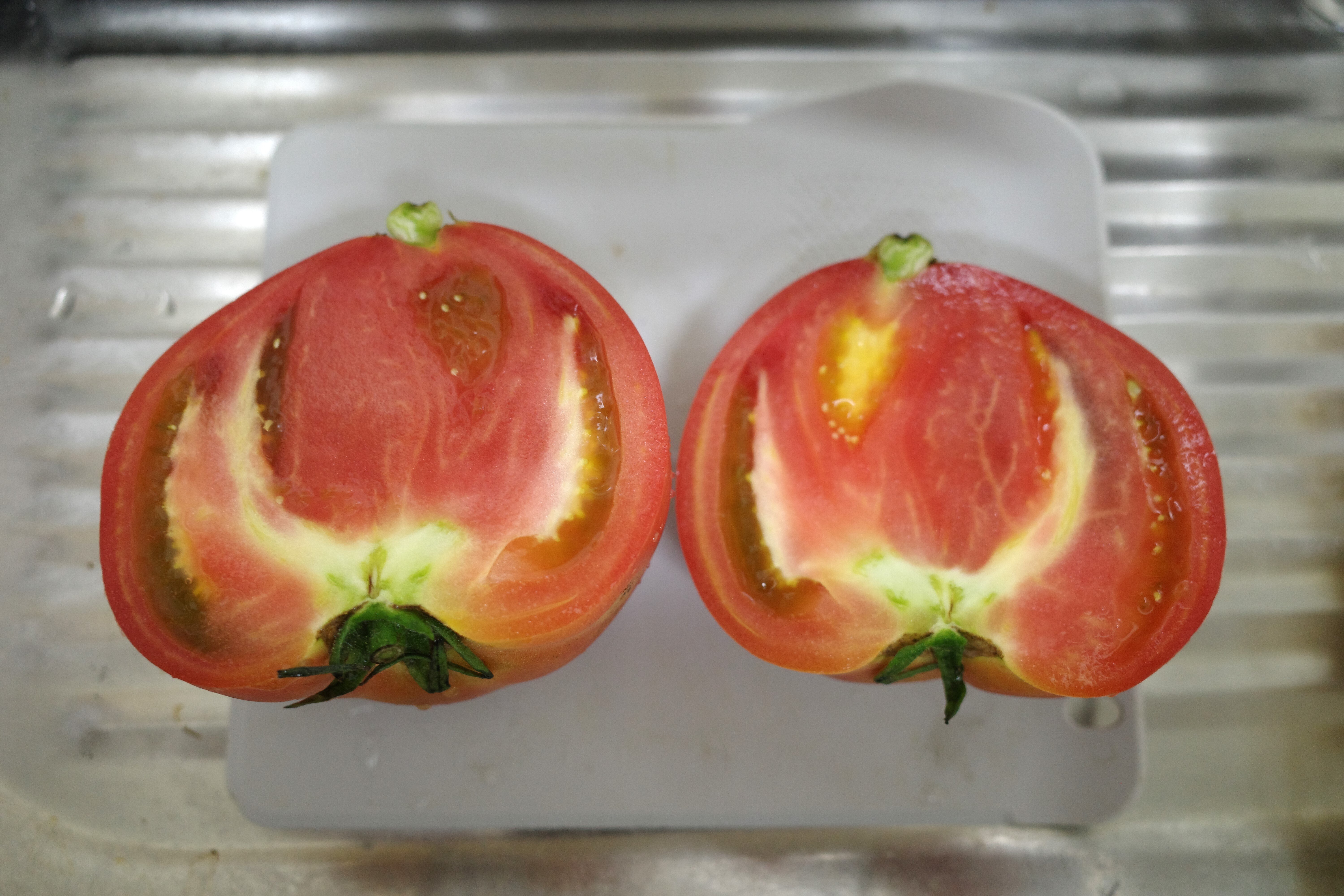 今年もまたトマト収獲を 8月活動報告：柴 弘和（柳津町地域おこし協力