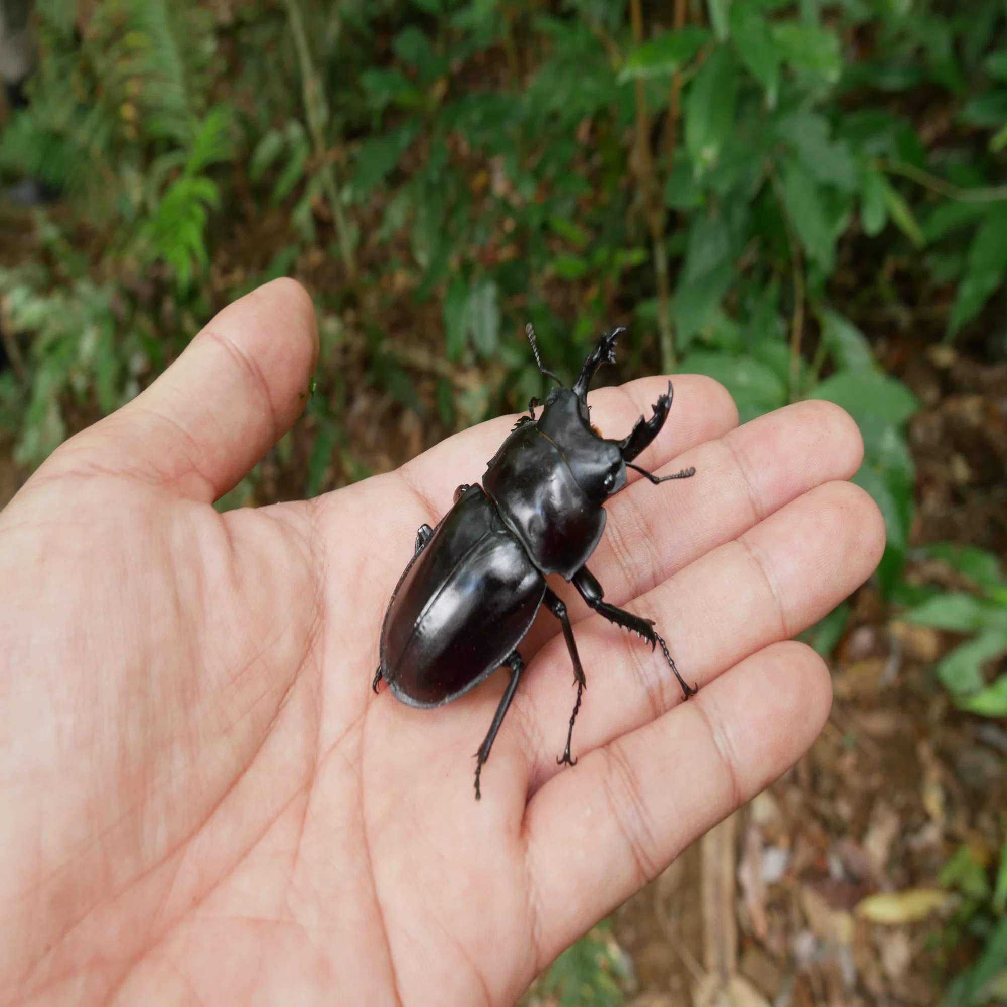 西表島東部 後良川産 ヤエヤママルバネクワガタ トリオ ♂♀♀