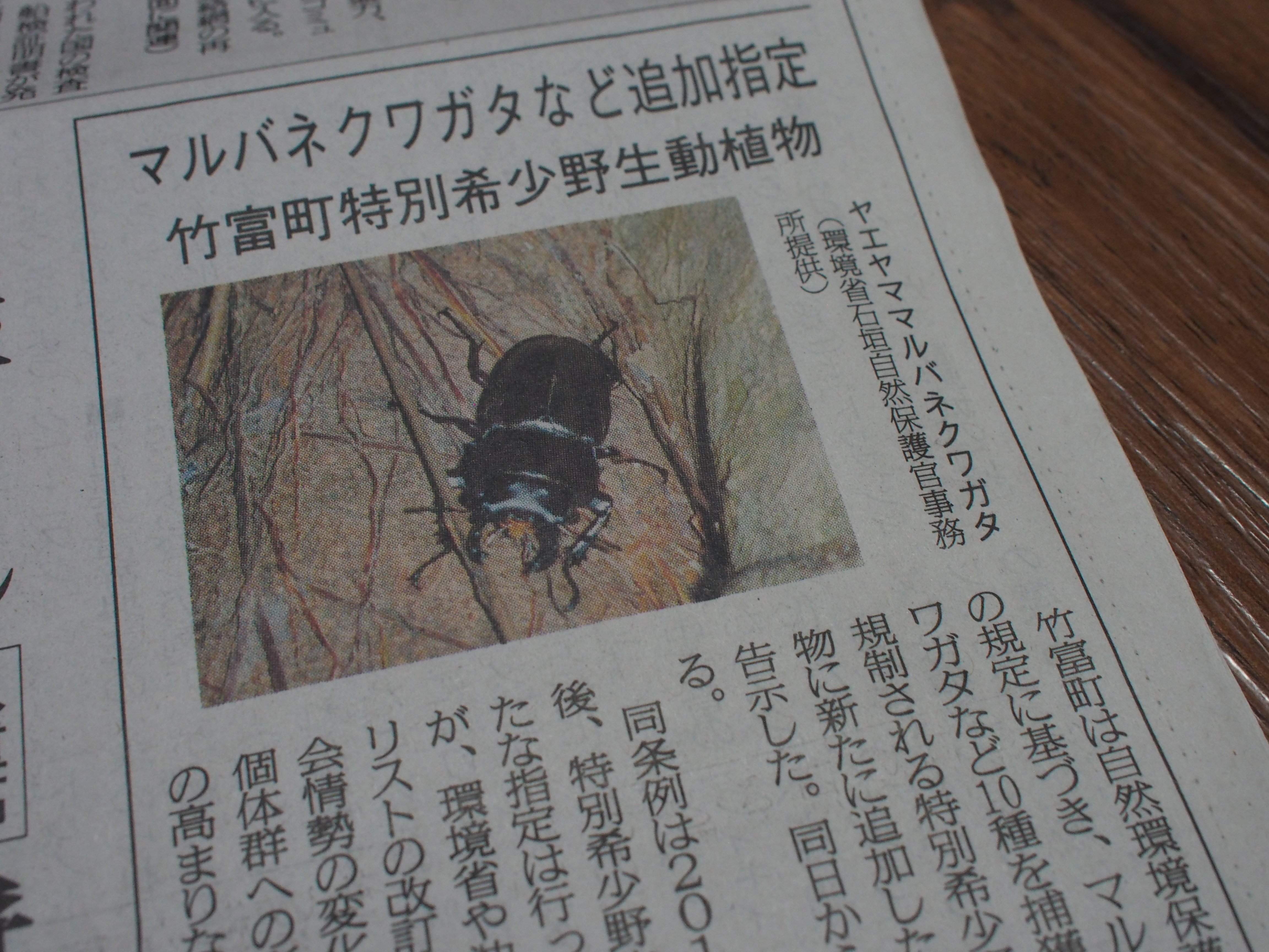 ヤエヤママルバネクワガタ石垣規制前　6日まで値下げ 大特価】ヤエヤママルバネクワガタ57㎜、60.8㎜【石垣島/規制前採集品】