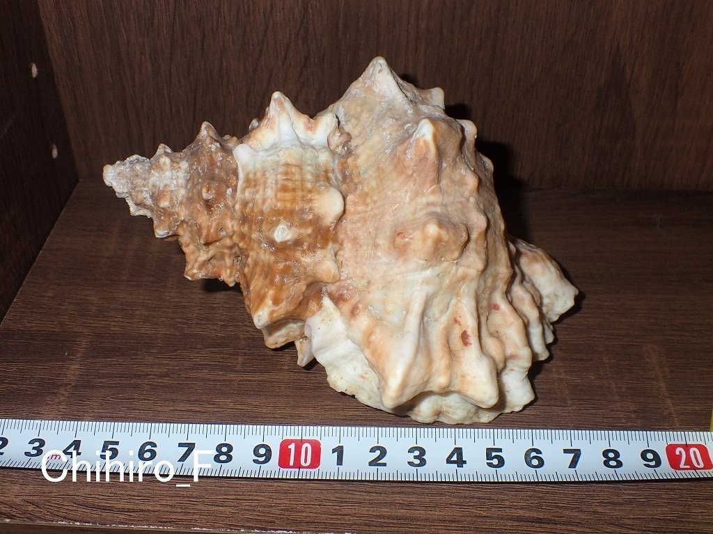 貝殻(沖縄の青い海の宝)ラクダガイ 貝殻(沖縄の青い海の宝)ラクダガイ o3999284515279972580.jpg