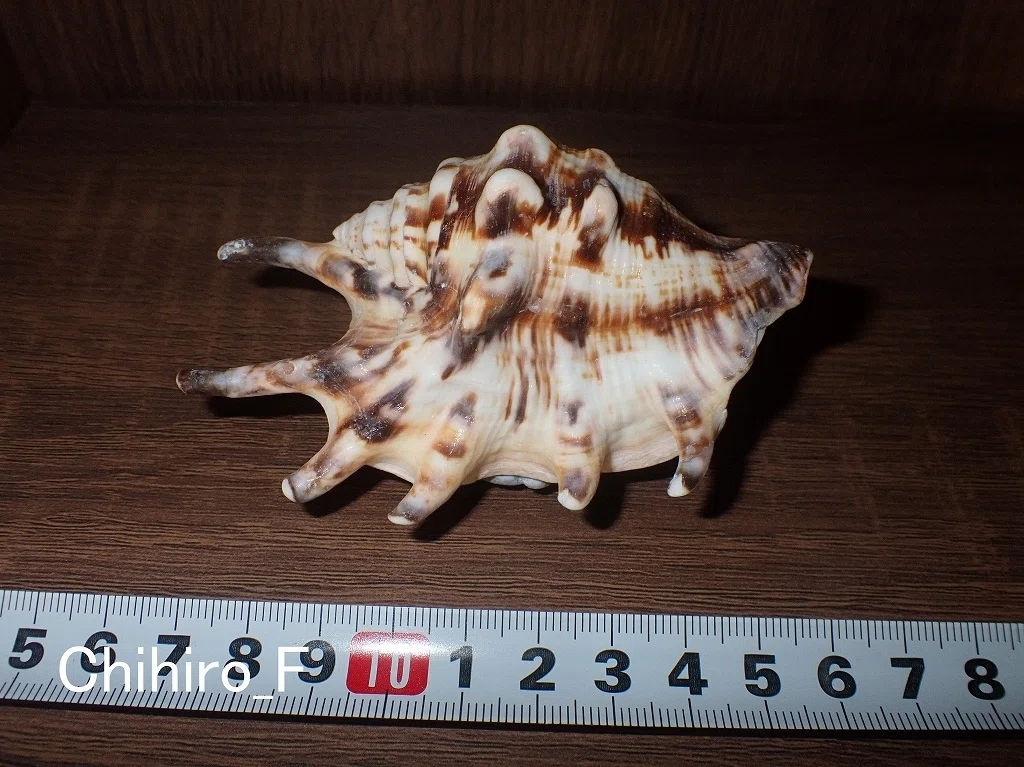 拾いに行くならこんな貝殻②オオナルトボラ、クモガイ、ウズラガイ